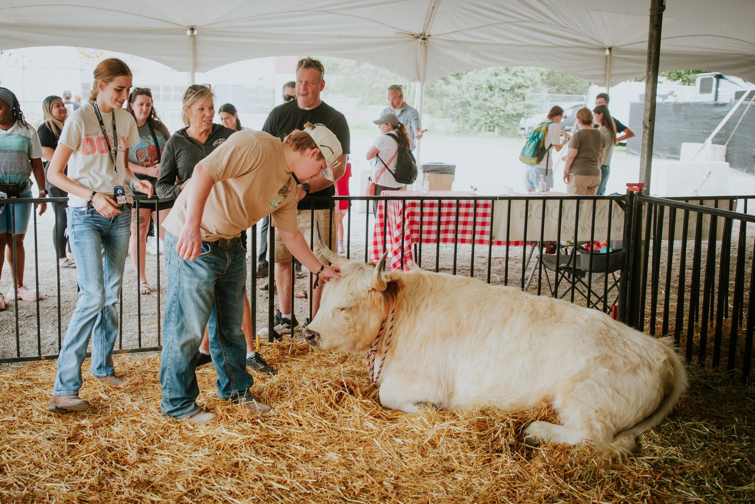 People at a fair petting a large, white, fluffy cow in a pen, under a white tent with a red checkered tablecloth in the background.