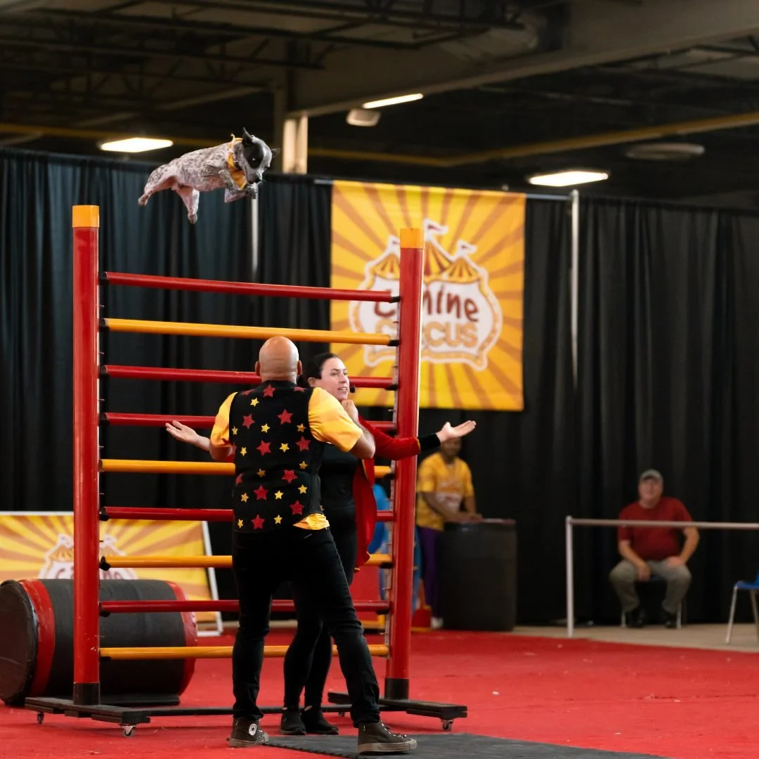 CIRCUS SURREAL
