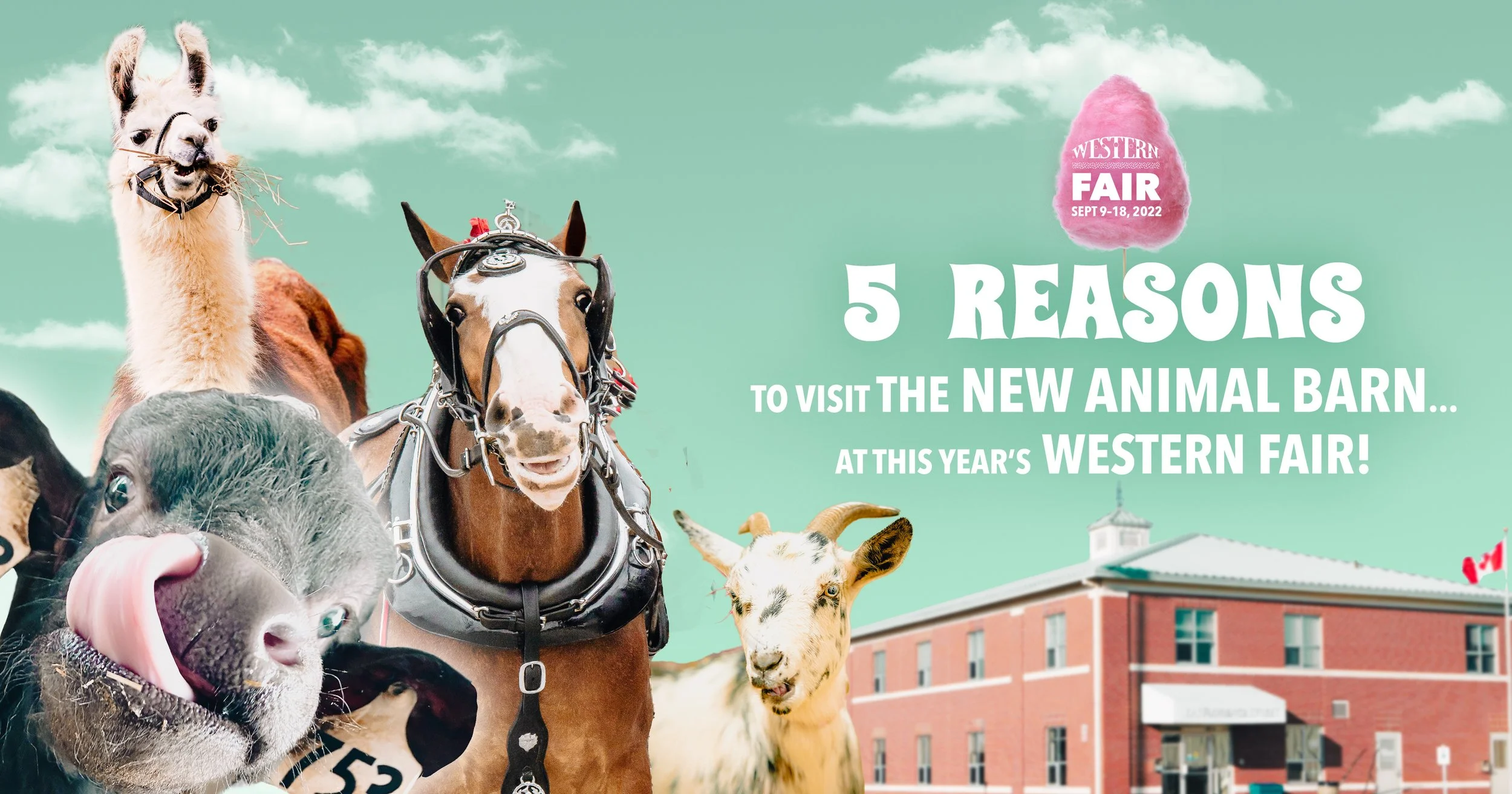 5 Reasons to visit the NEW Animal Barn... at this year’s Western Fair!