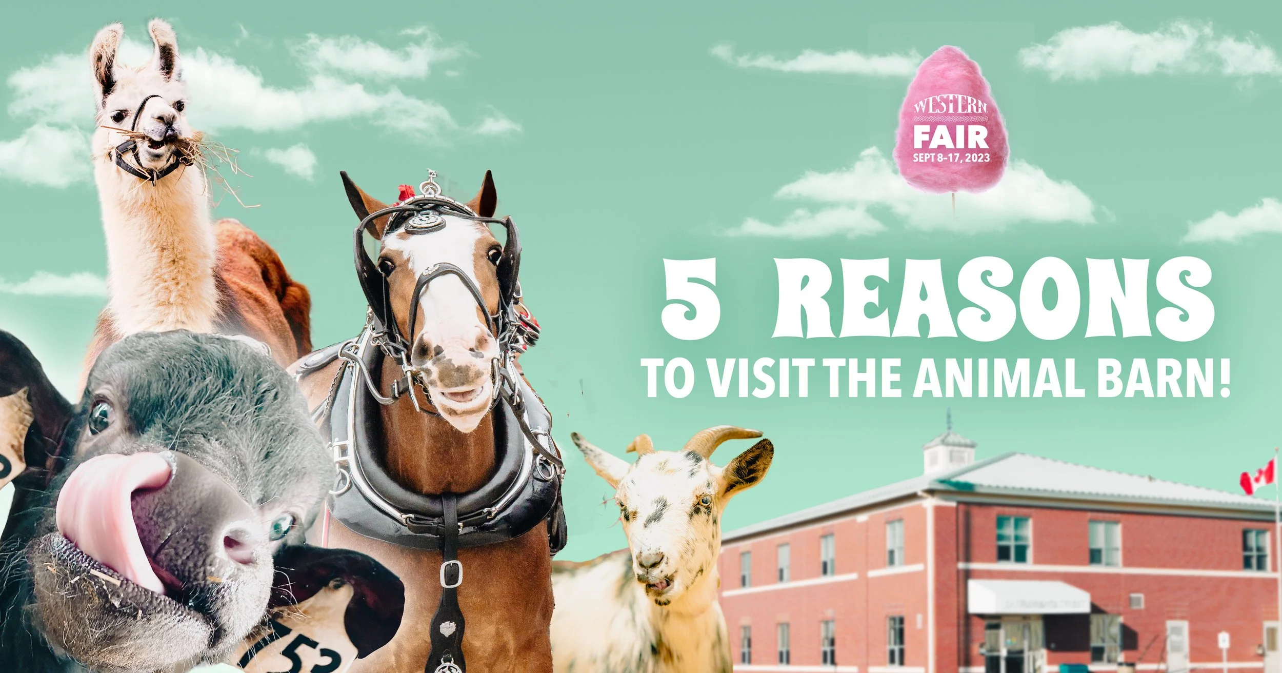 5 Reasons to Visit The Animal Barn at Western Fair