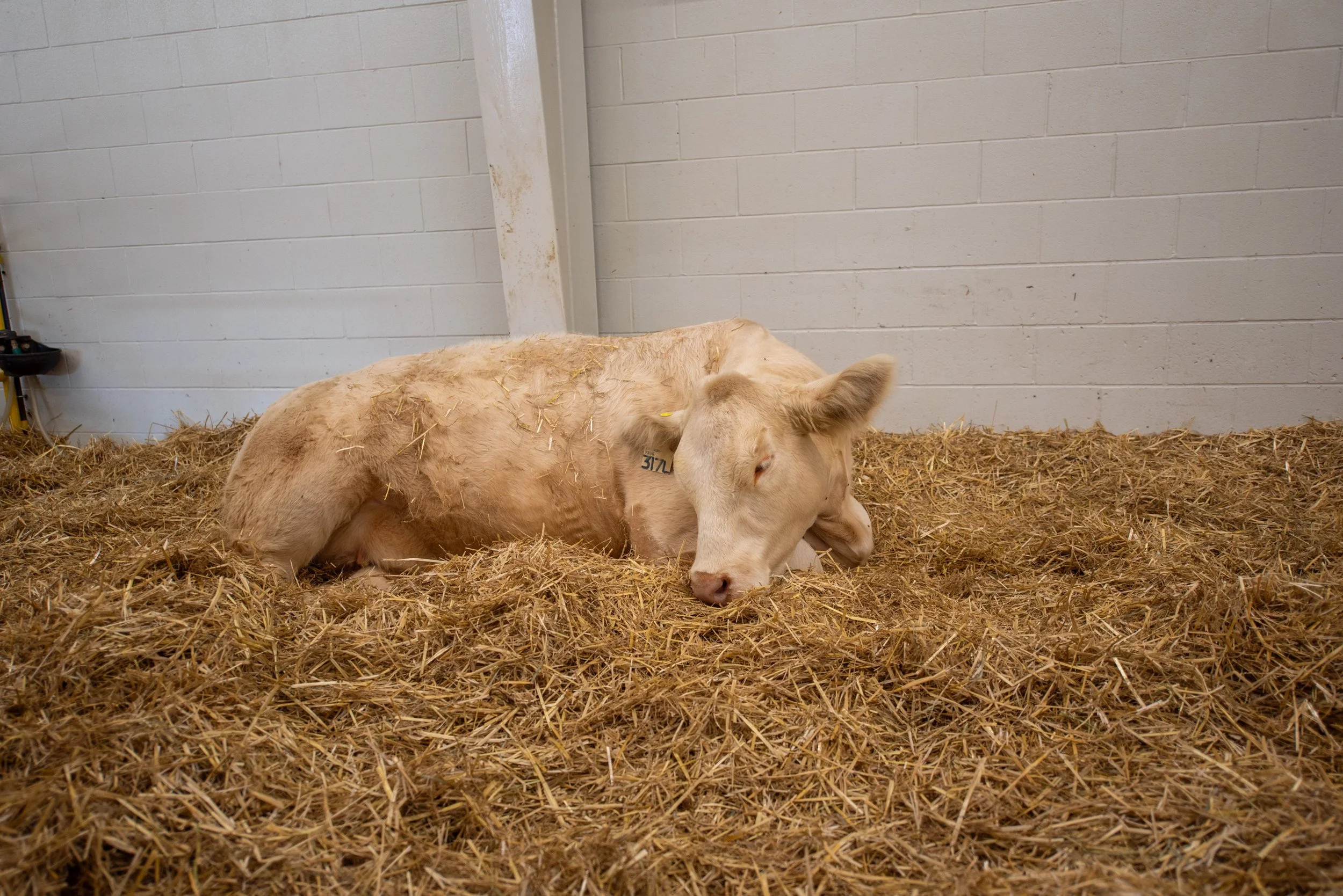WesternFair2024-TheBarn-v1-010.jpg