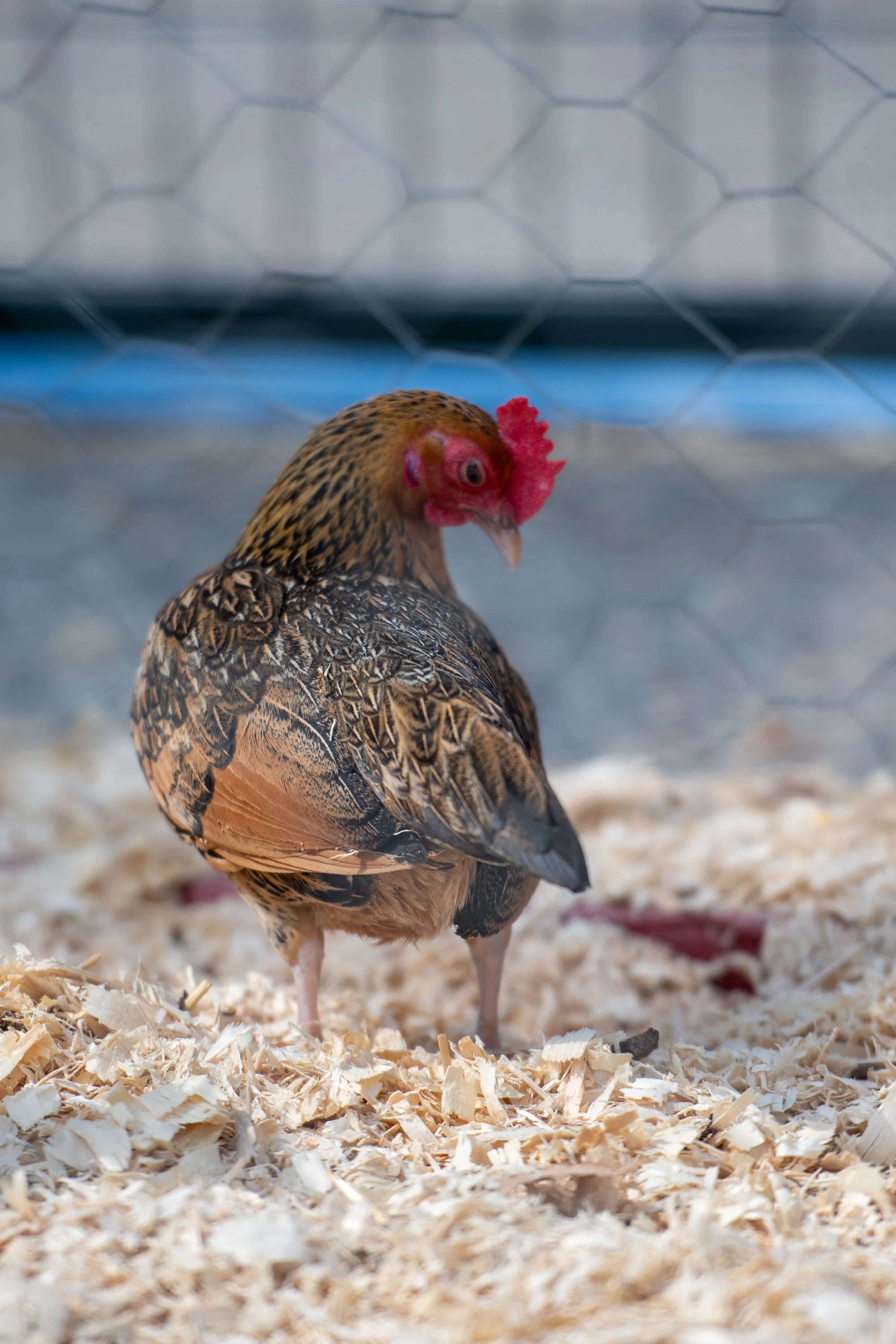 2025-WesternFair-Agriculture-024.jpg