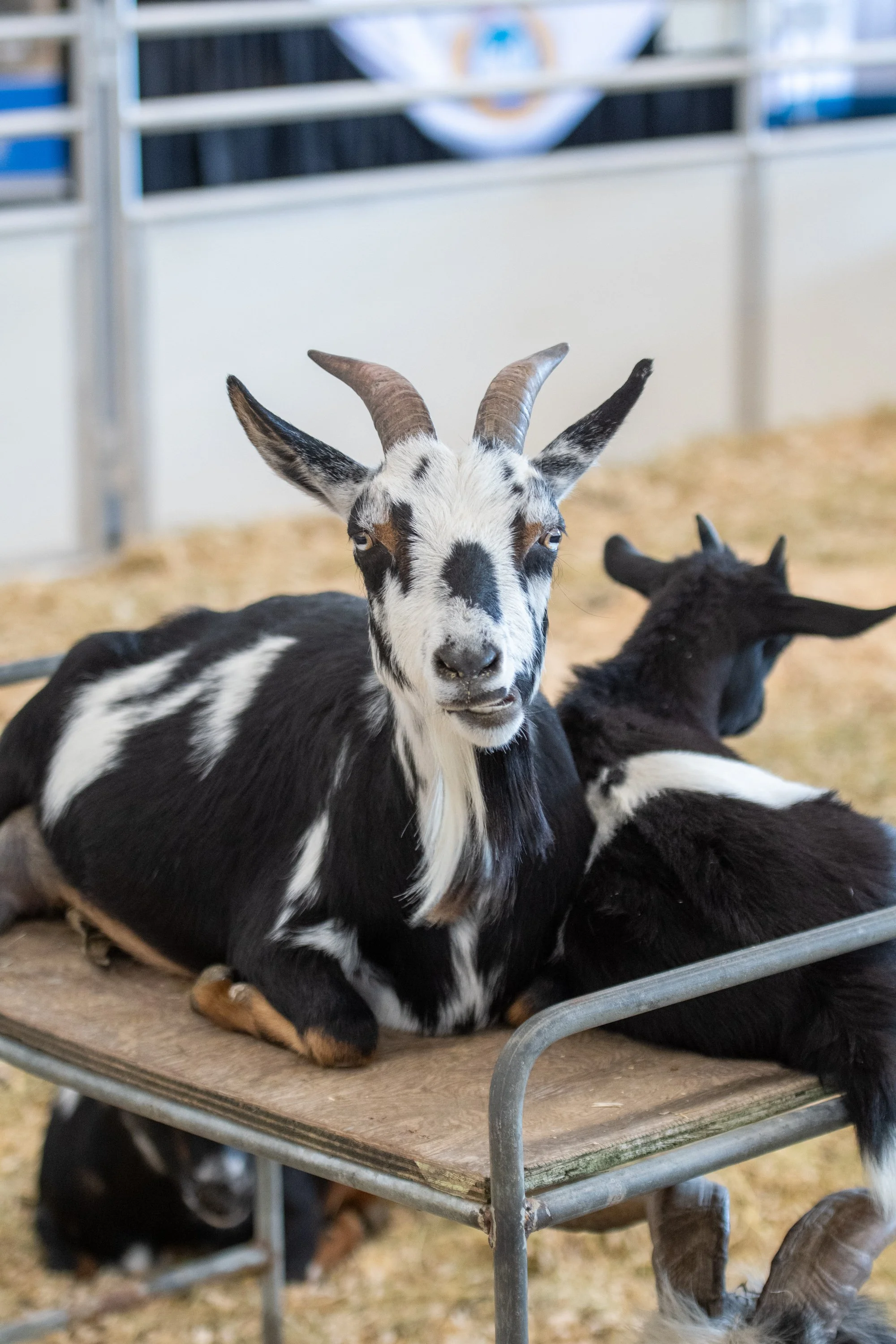 2025-WesternFair-Agriculture-236.jpg