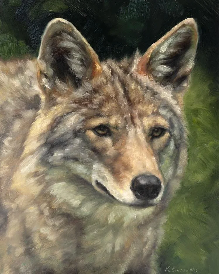 Untamed and unapologetic. The fierce gaze of a coyote.

#CoyotePortrait #oilpaintingart  #WildlifeArt #AnimalPainting #NatureArt #CoyoteSpirit #WildHeart #ArtOfNature #WildlifePainting #animalportrait