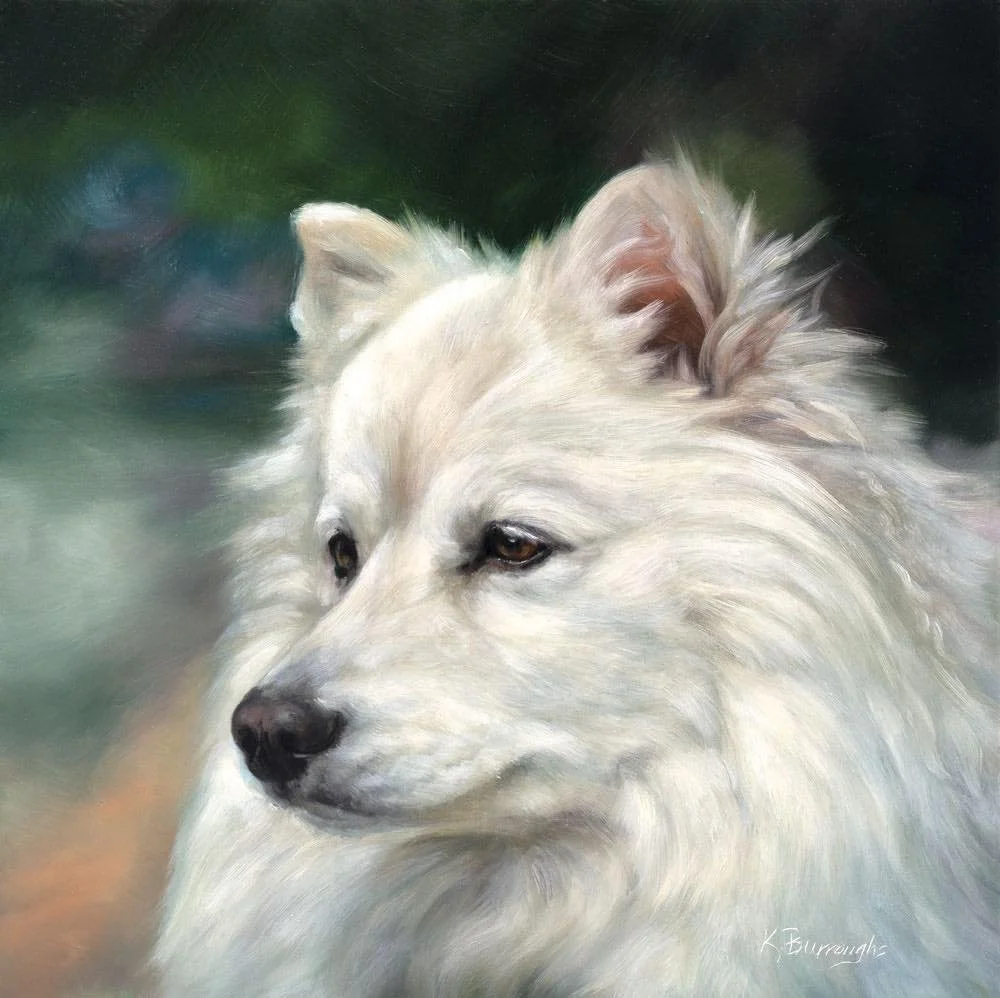 Warm, late light spills across the Samoyed&rsquo;s coat, turning white fur into a canvas of soft shadows and reflected color.

#samoyedart #dogportraitartist #realismpainting #oiloncanvas #petportraiture #animalrealism #fineartdogs #contemporaryreali
