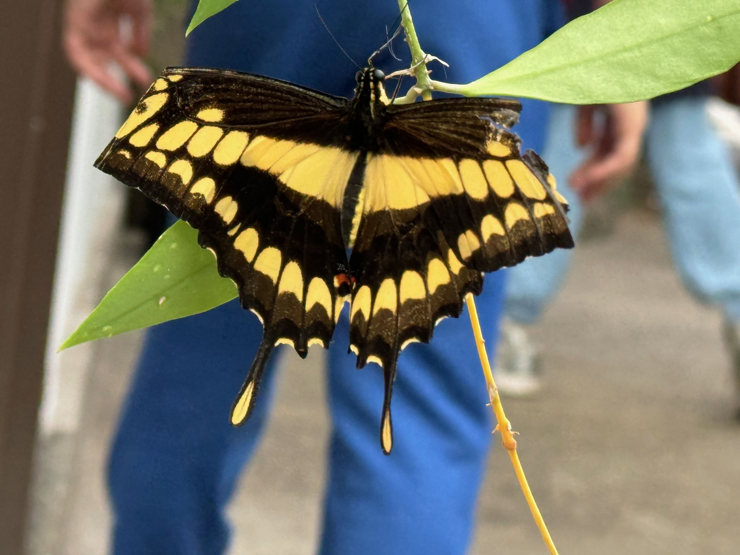 Wait—Can We Define Perfectionism?