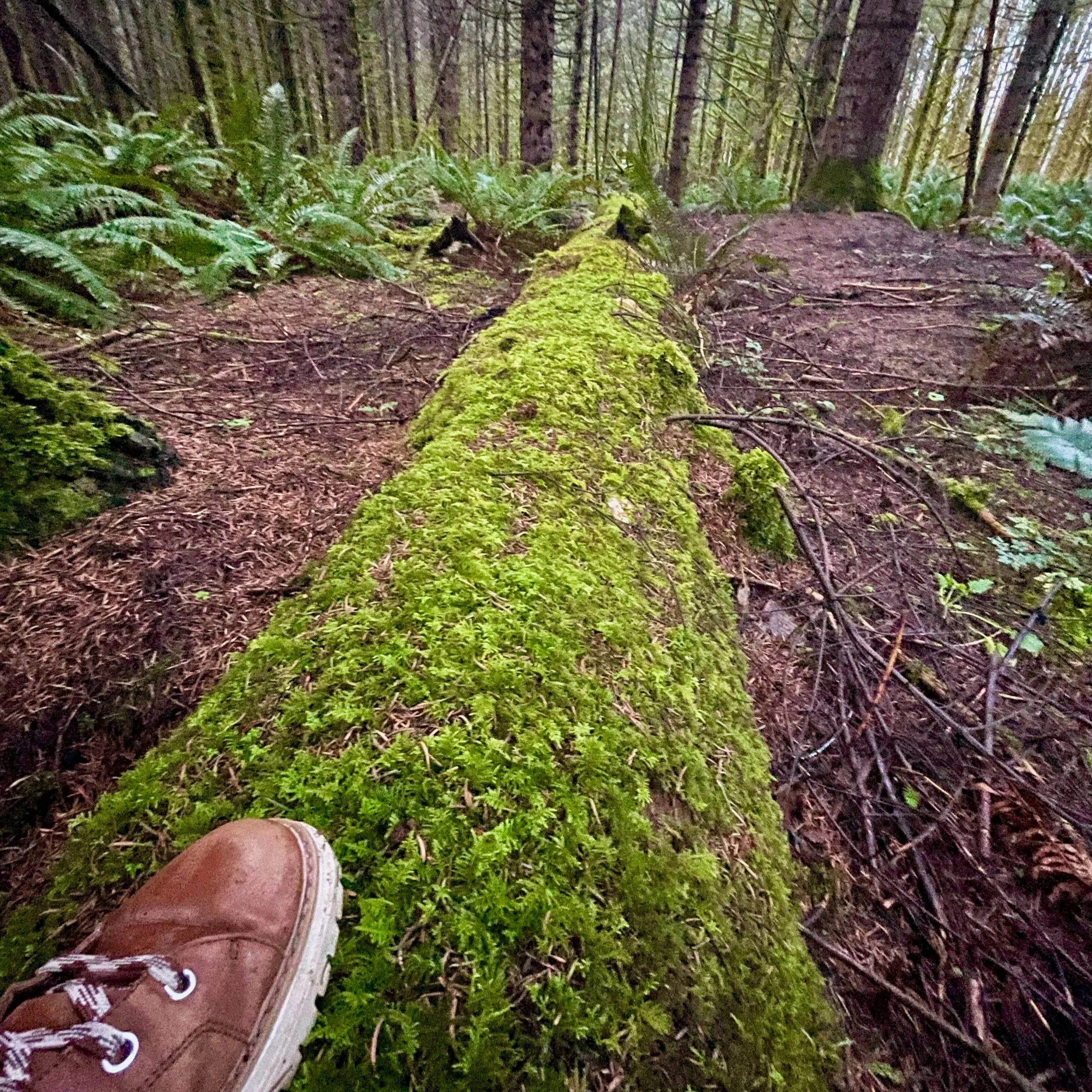 Letting Genuine Gratitude In