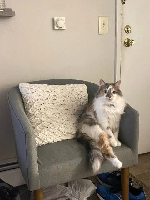 Dr. Whiskers Von Fisch, MD, Ph.D., J.D.