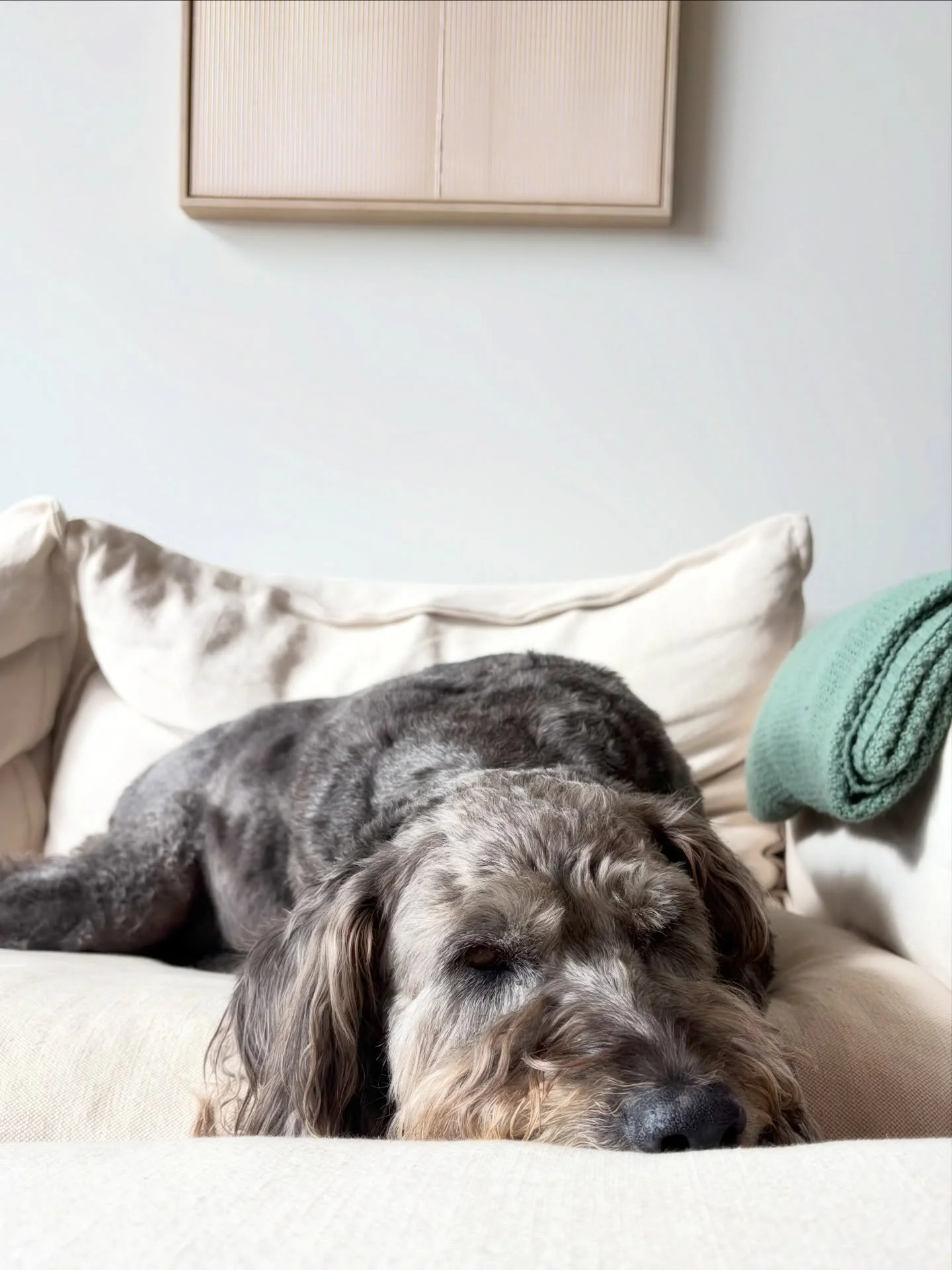 Is there actually anything that beats the love you have for your pet? 
And the love they give back? 💛
It&rsquo;s a special bond that no one can mess with. How lucky to be loved by these beings that never use words. The deepest love, and they never &