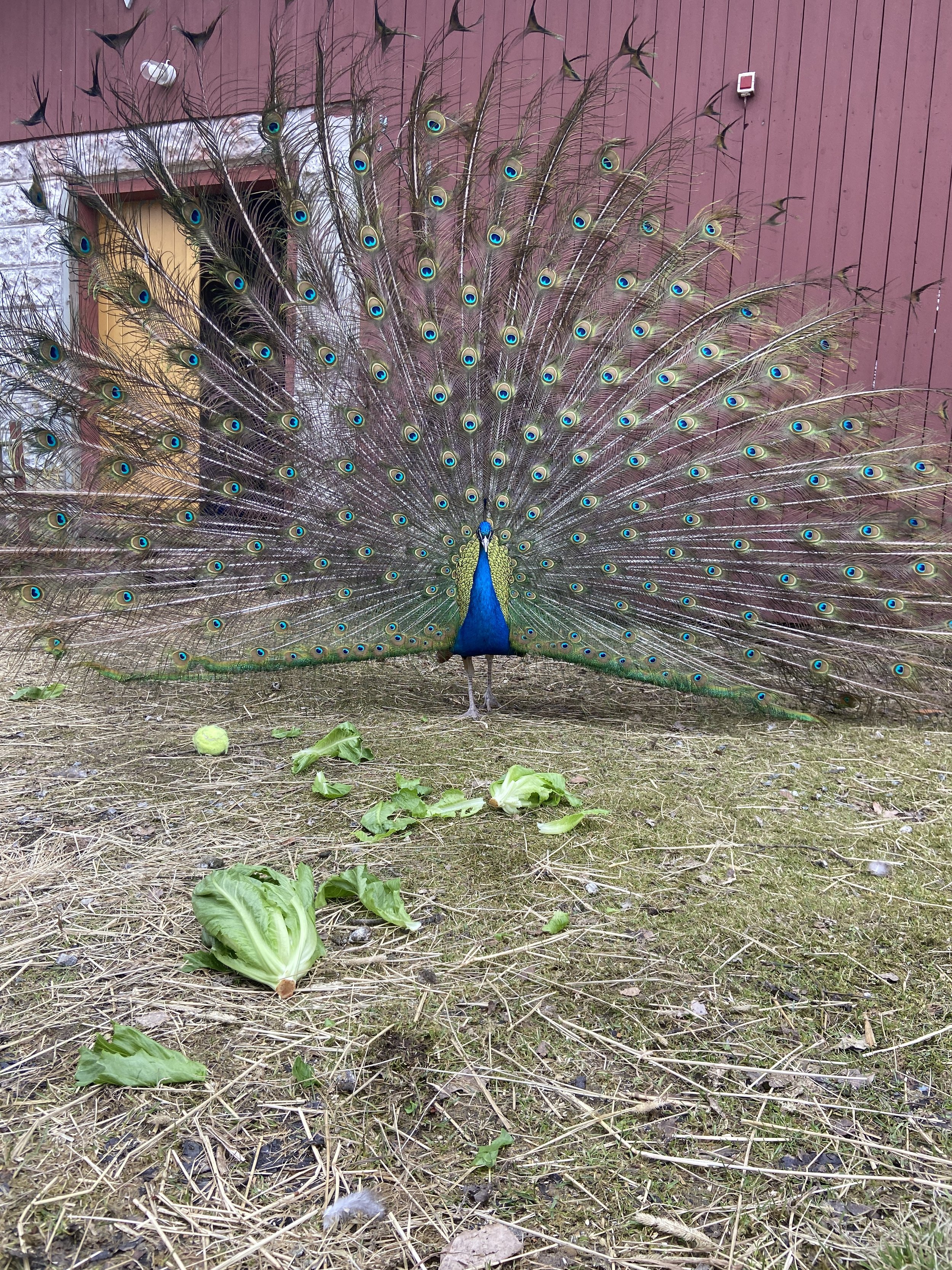 IMG_7367.jpeg