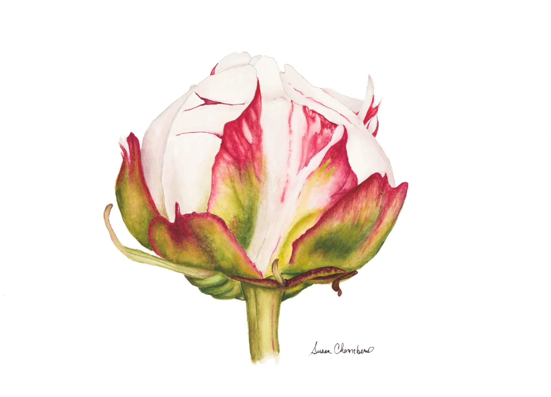 Budding Peony.JPG