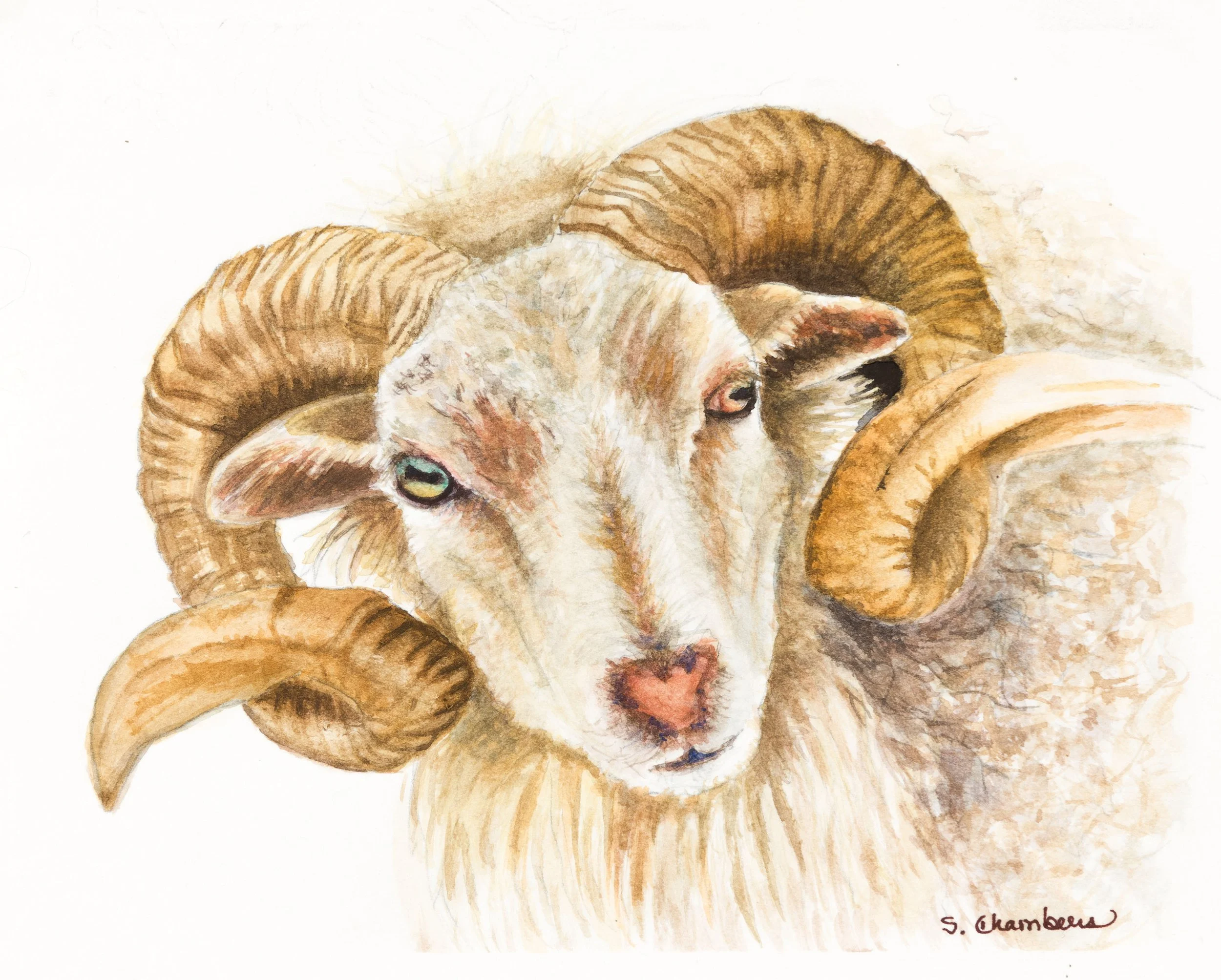 Ram- art.JPG