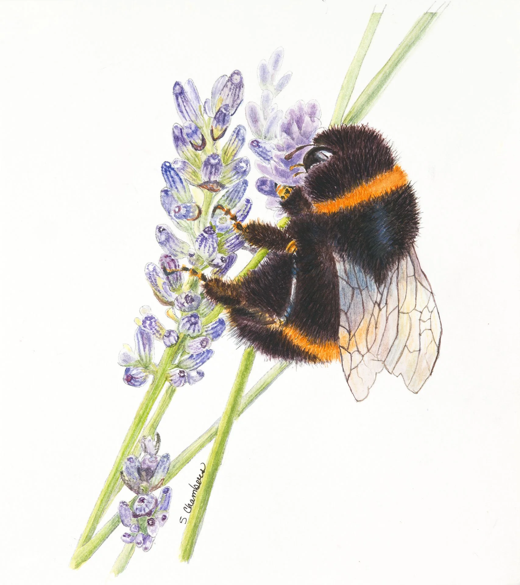 SChambers_Lavender_Bee.JPG