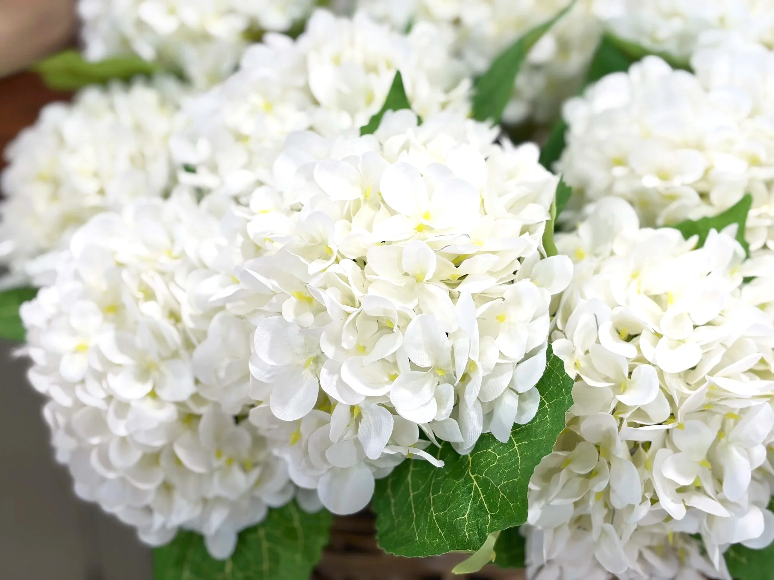 White+Hydrangea+Stem.jpg