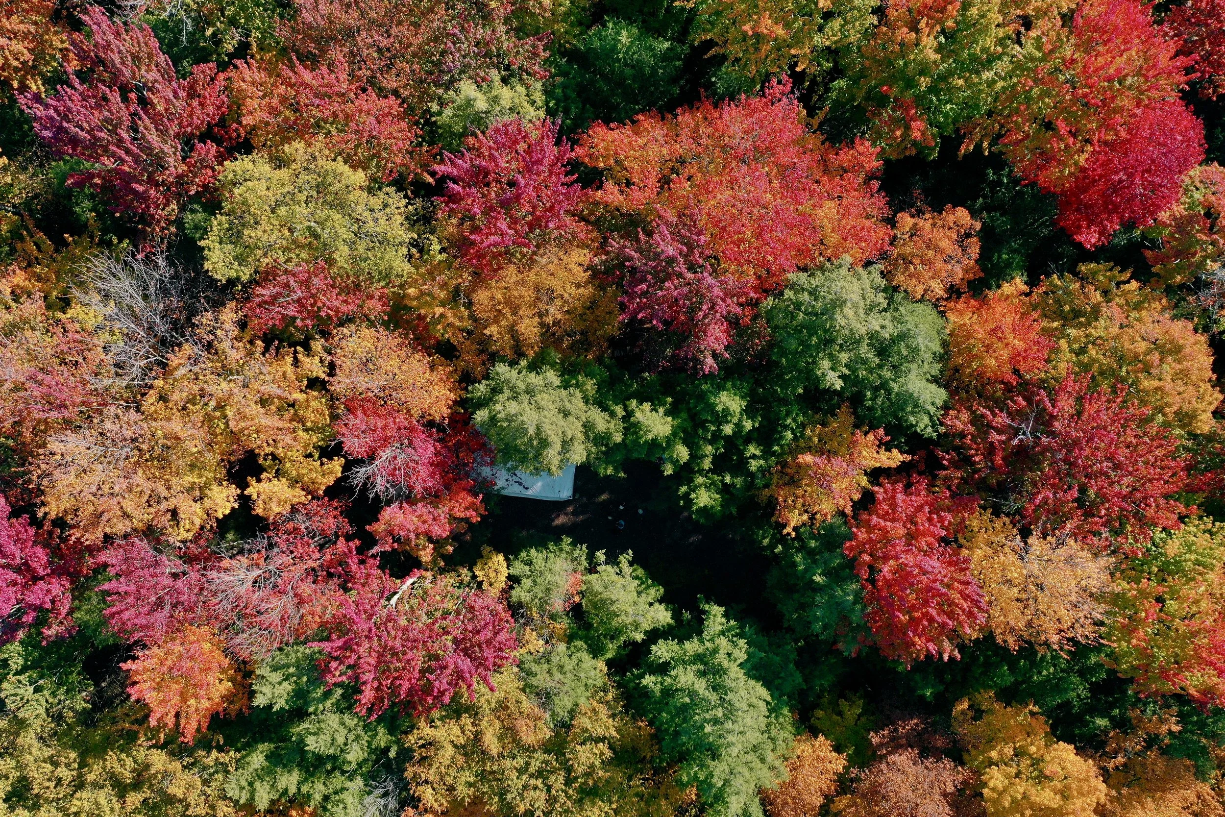 76E6AFE8E71F6796A96D2A6969C27F20 (1).jpg