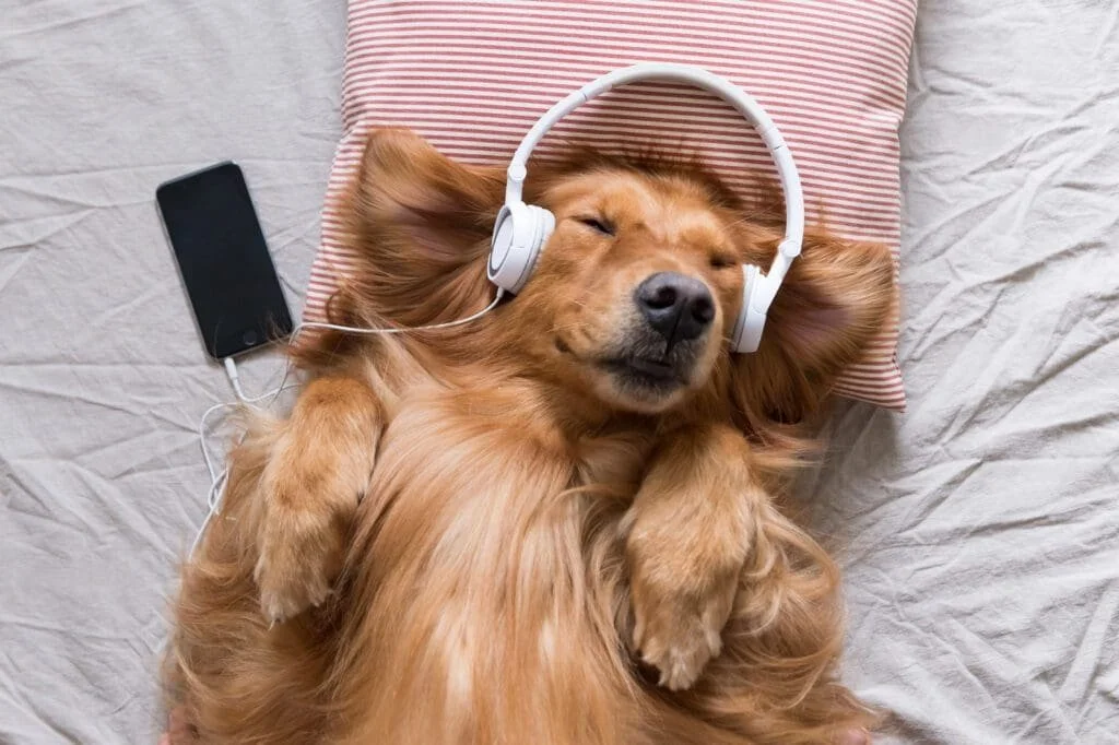 Golden retriever dog lying on its back with closed eyes, wearing headphones, and connected to a smartphone nearby.