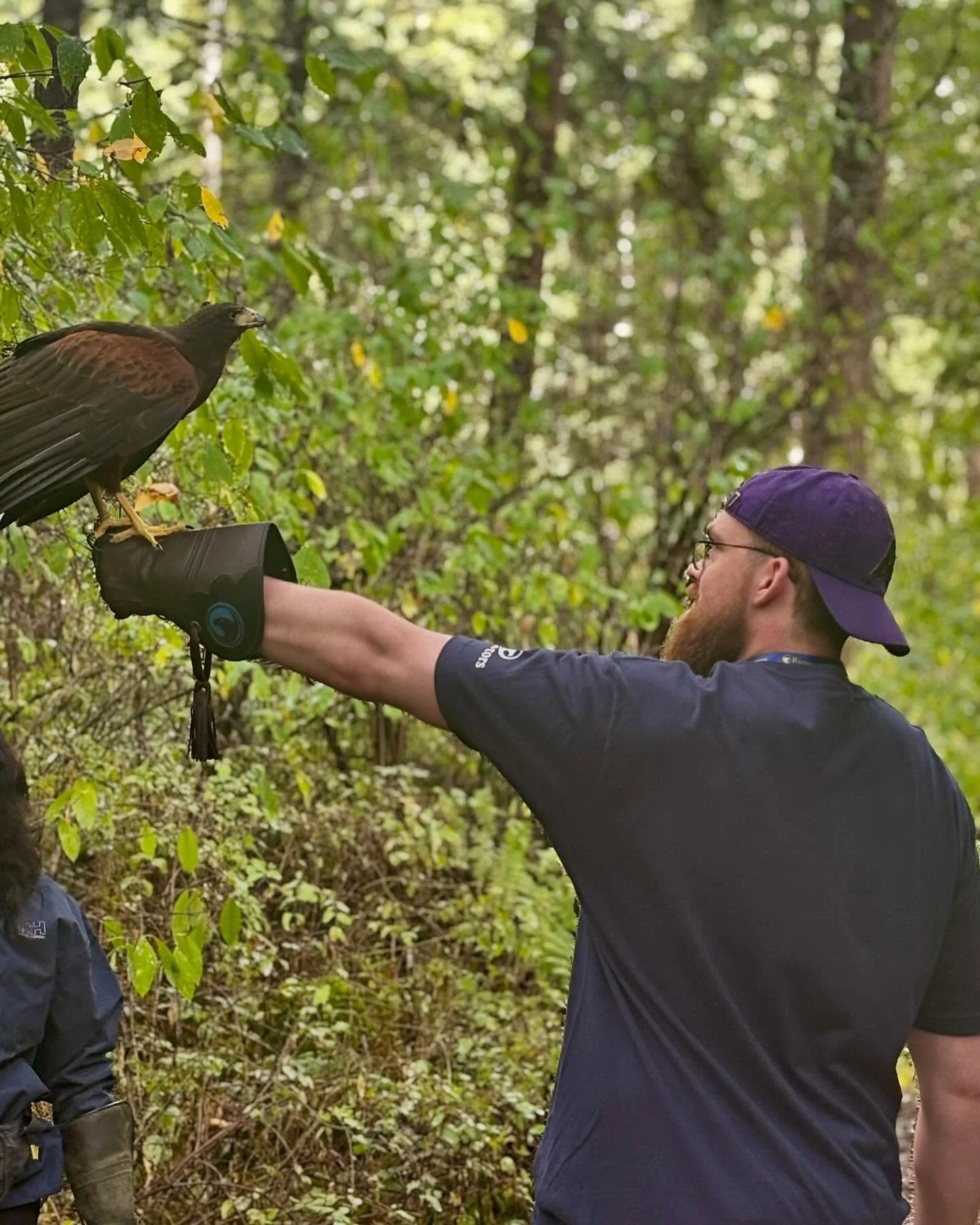 Top 5 hardest pictures of all time feat. Lulu the Harris Hawk