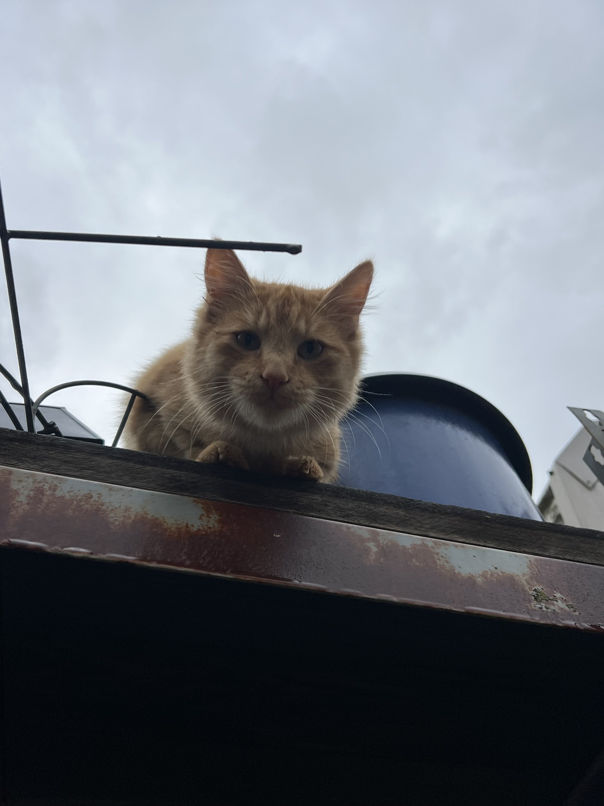 oh, hello there