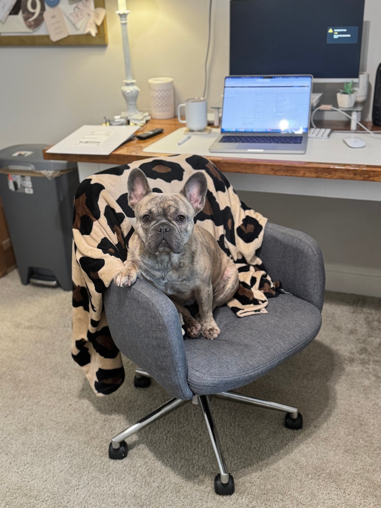 National Puppy Day deserves a proper introduction to the most important member of the InvitoBella team. 🐾

Meet Remi Rose, queen of the studio, chief nap officer, and our absolute heart. Our sweet girl takes her role very seriously, mostly supervisi