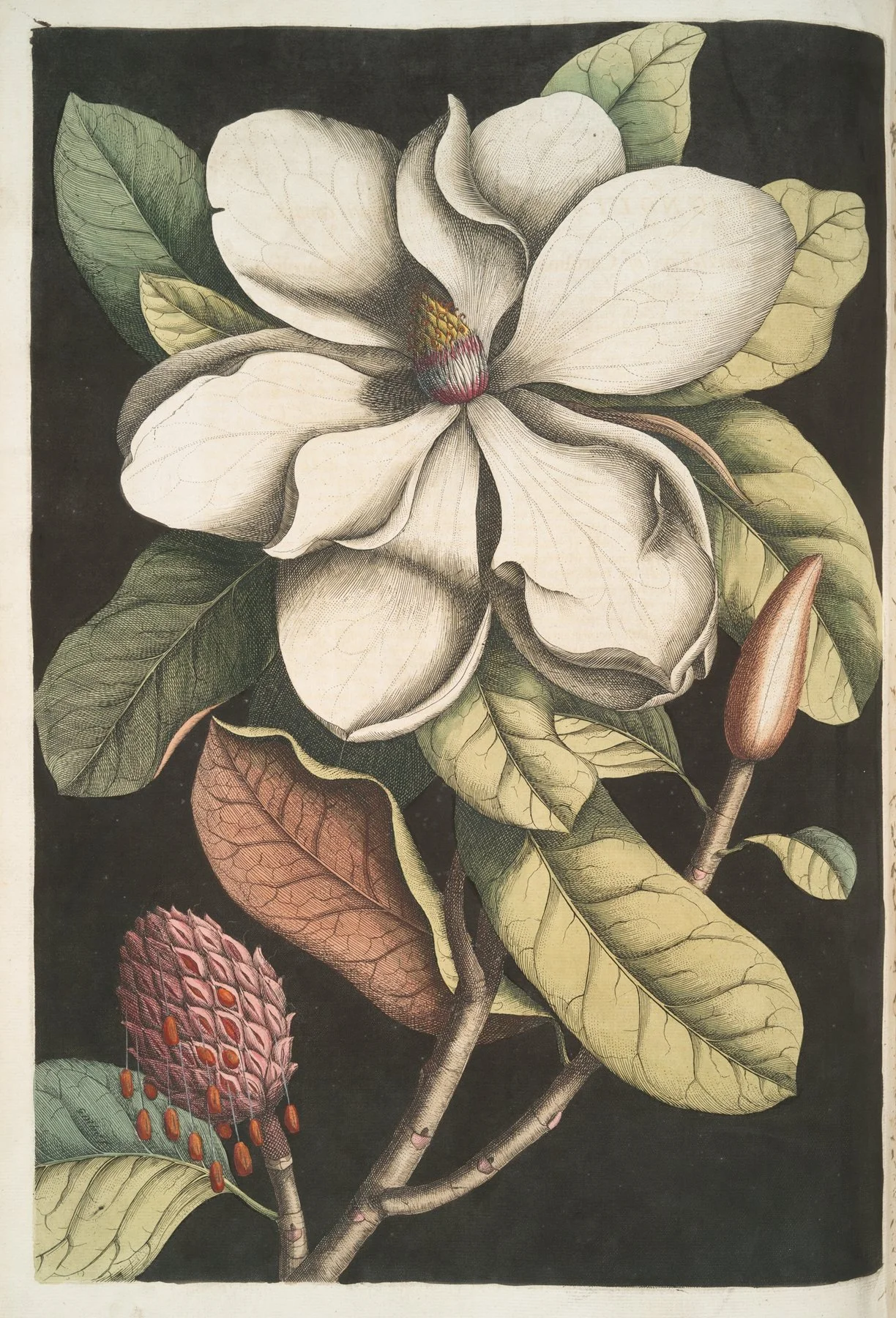 Magnolia altissima, The Laurel-Tree of Carolina. (1754); Mark Catesby (English, 1683 – 1749)