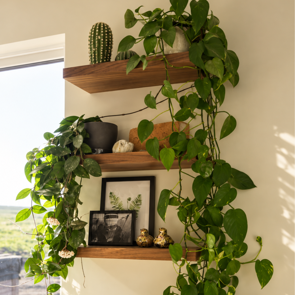 Walnut floating shelves with trailing plants beside a bright kitchen window