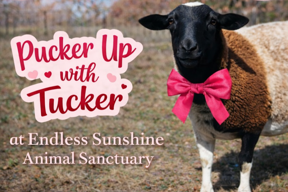 Pucker Up with Tucker-Valentine's Day Brunch