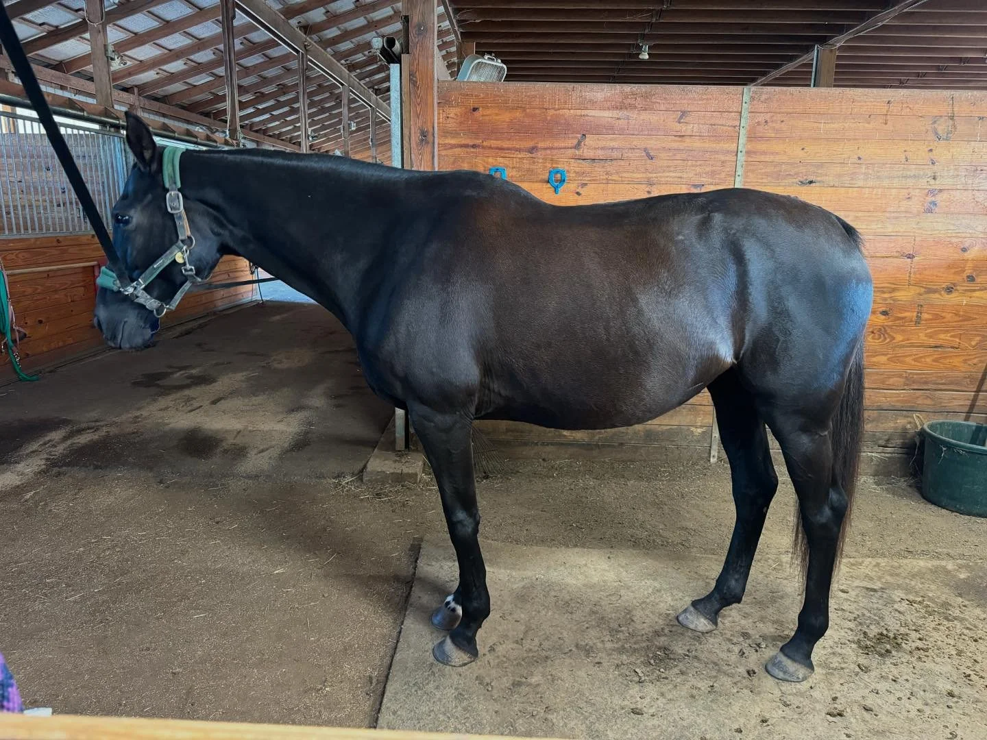 3 months of progress for my sassy lady ✨(first pic is today, second is from late July)

She&rsquo;s fatter, she&rsquo;s shinier, she&rsquo;s calmer, and she&rsquo;s happier! We&rsquo;ve been battling residual ouchiness from a mystery infection last w