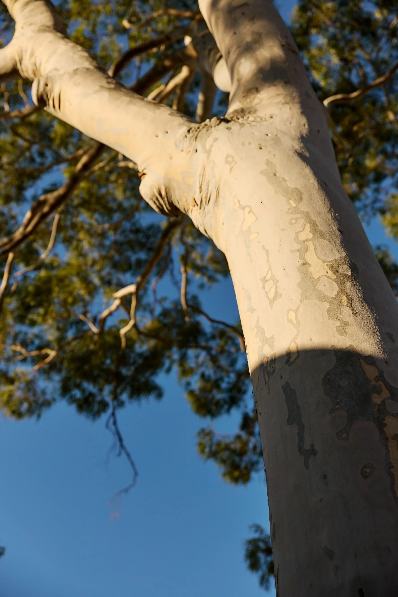 Close-up of a tall, white-barked tree trunk with branches and leaves in the background, under a clear blue sky.