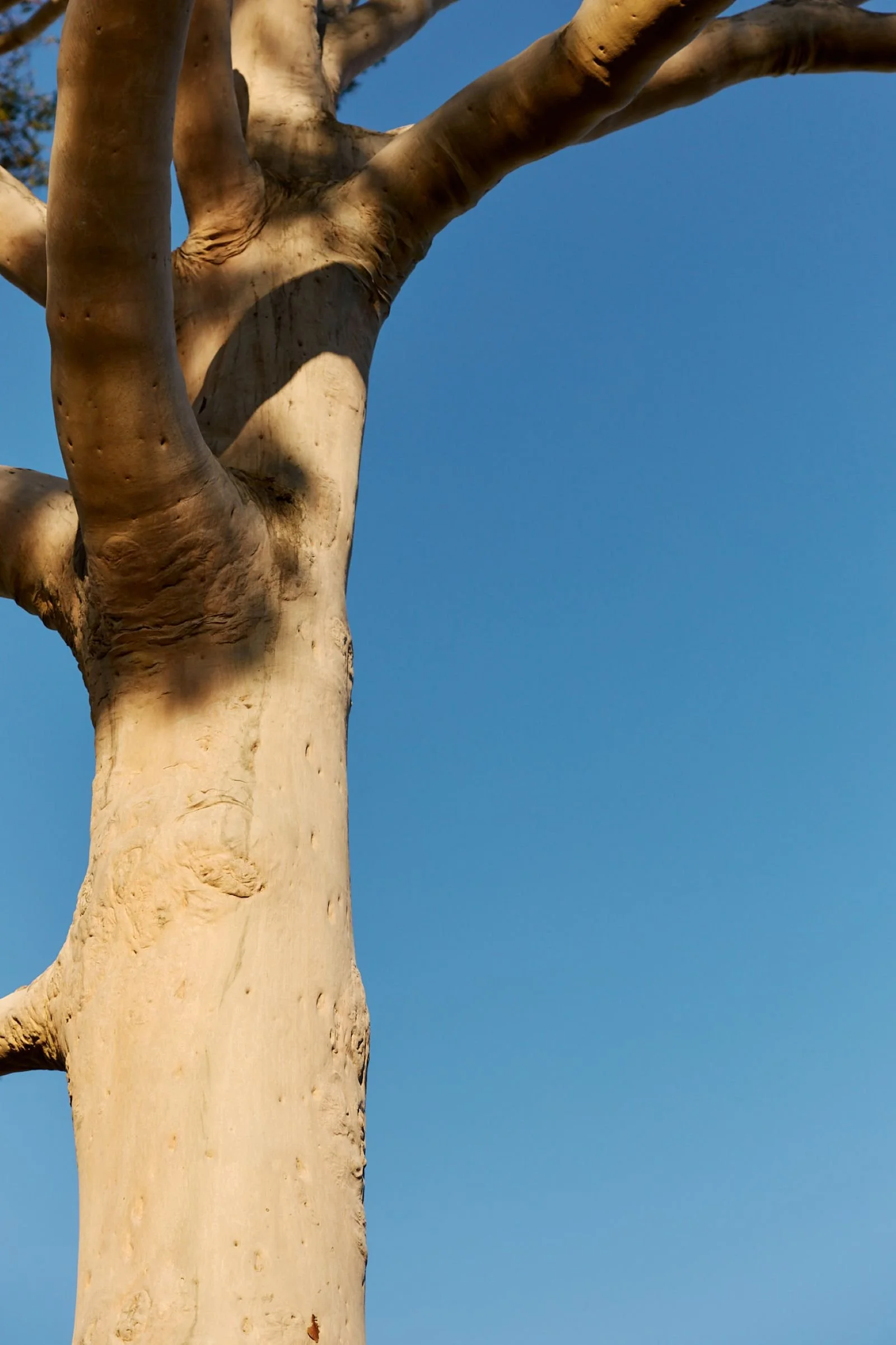 Close-up of a large, smooth, light-colored tree trunk with some branches and a clear blue sky in the background.