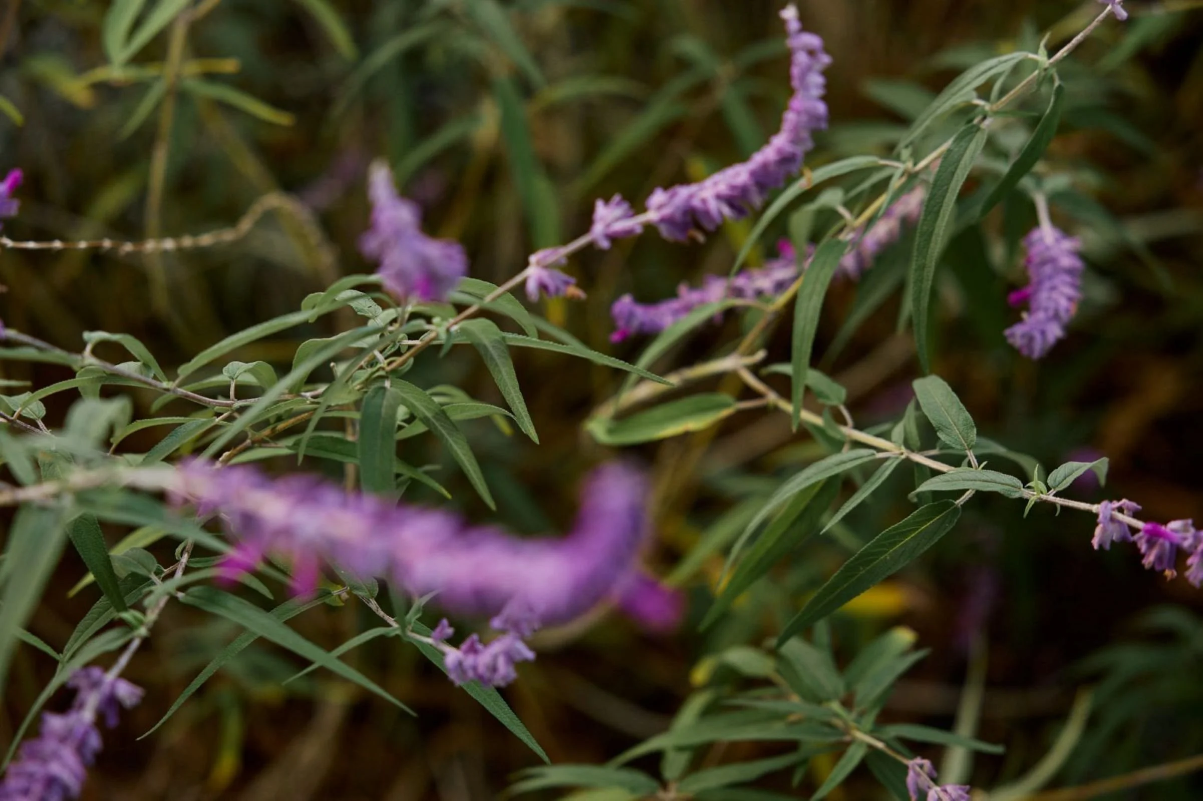 Close-up of a flowering plant with purple flowers and green leaves.