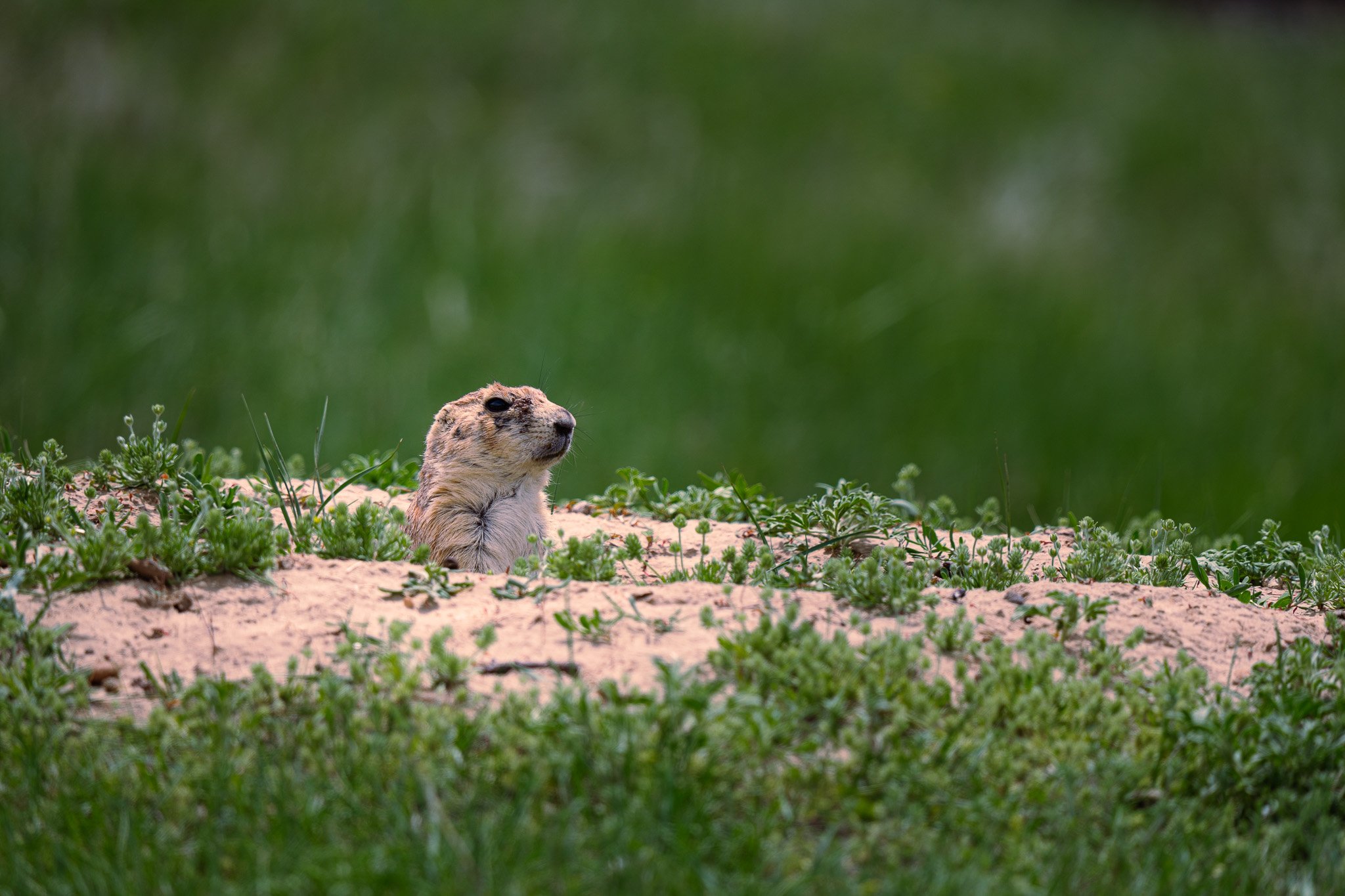 Prairie Dog at Devils Tower National Monument