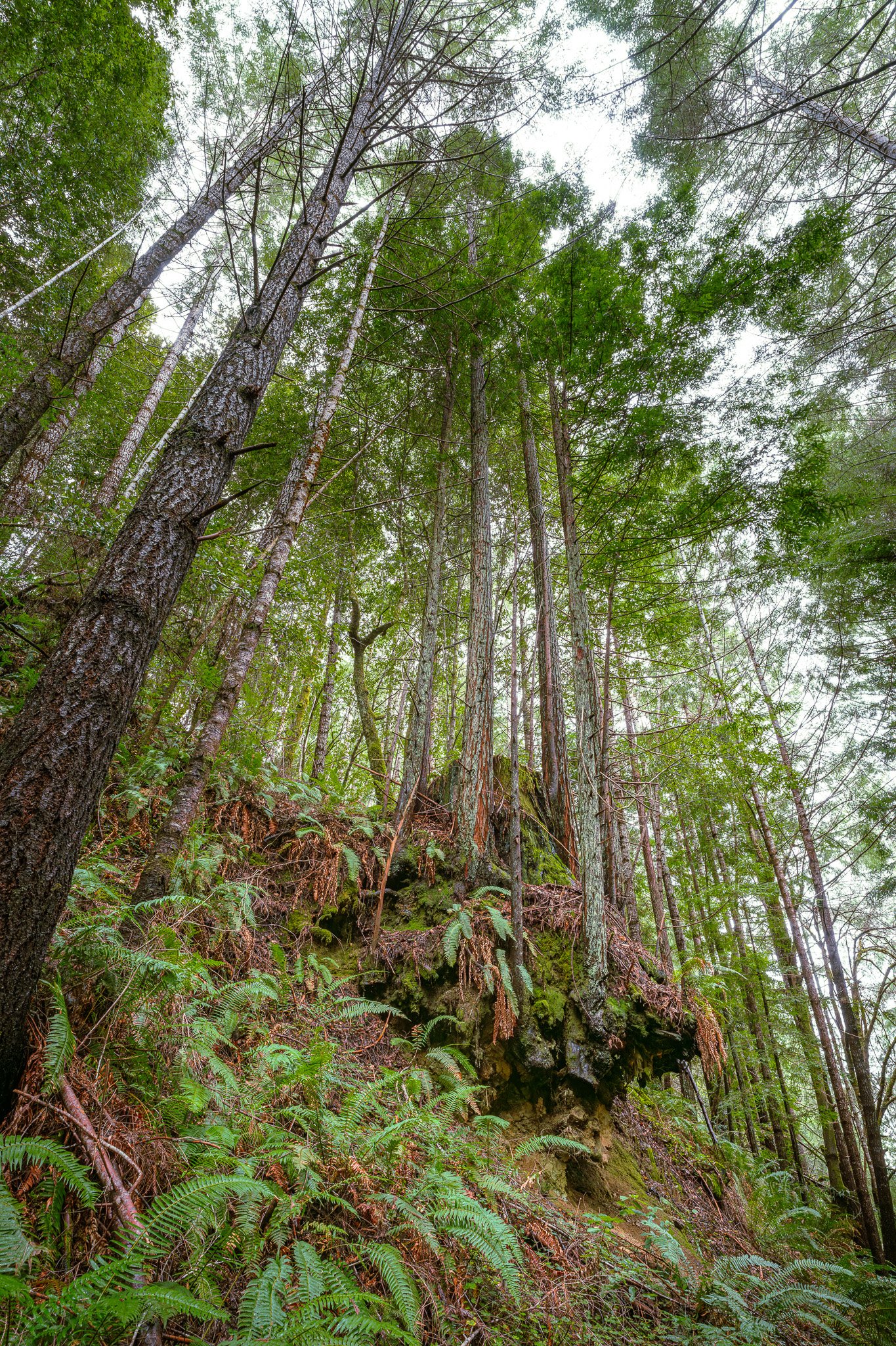 Hovering Redwoods at Jackson Demonstration State Forest