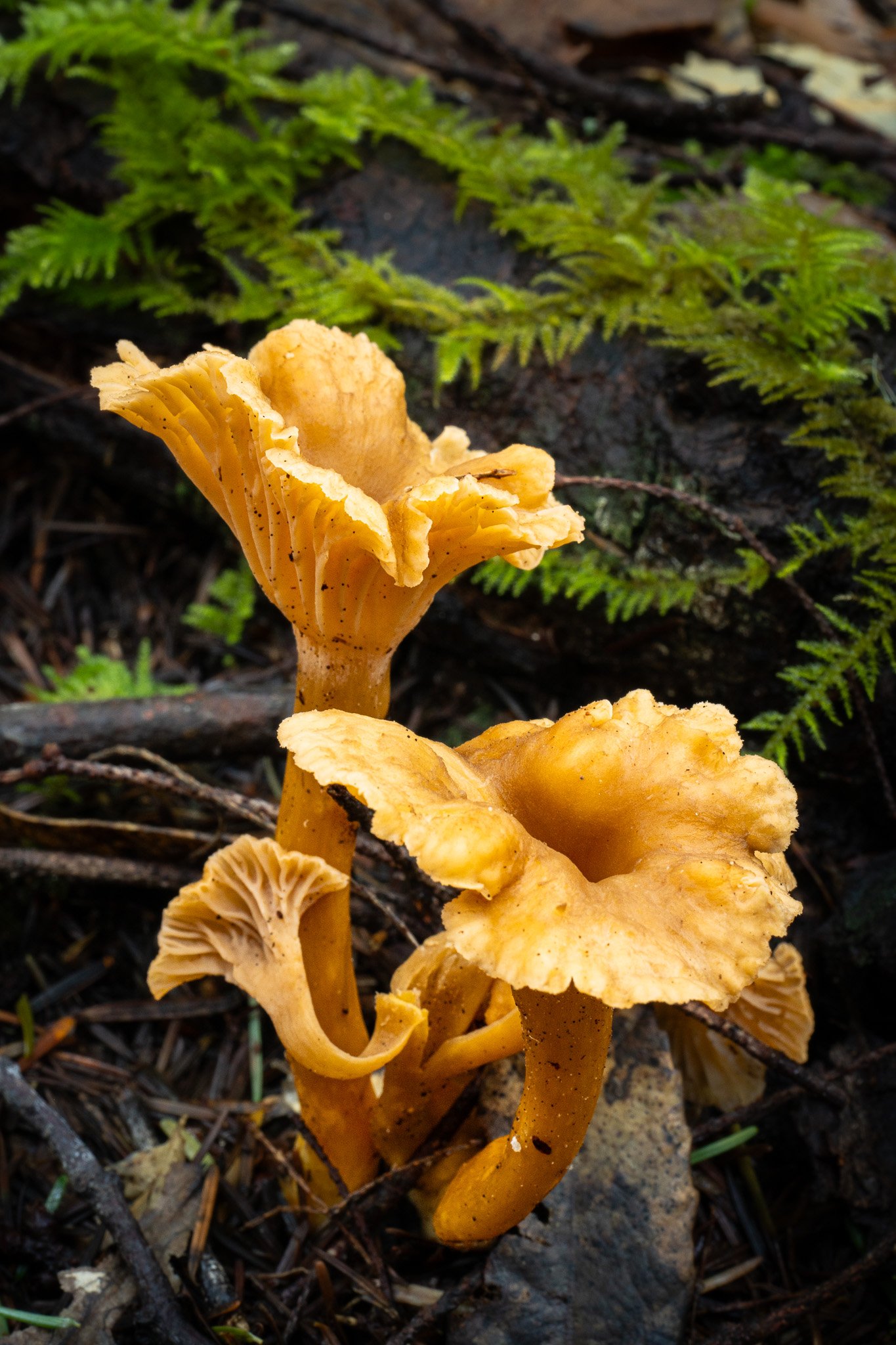 Yellow Foot Chanterelle, Mendocino County
