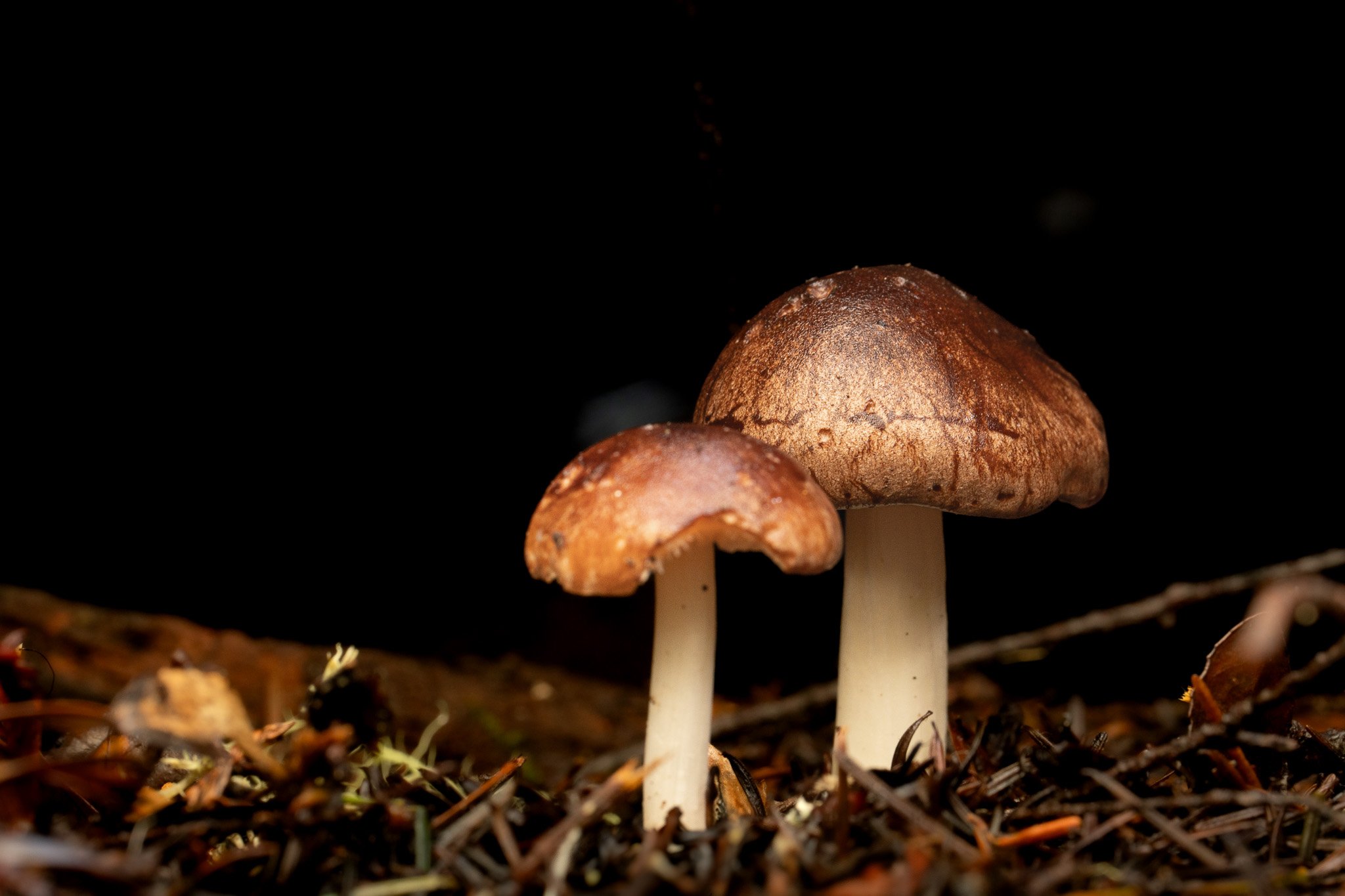 Unidentified mushrooms, Mendocino County