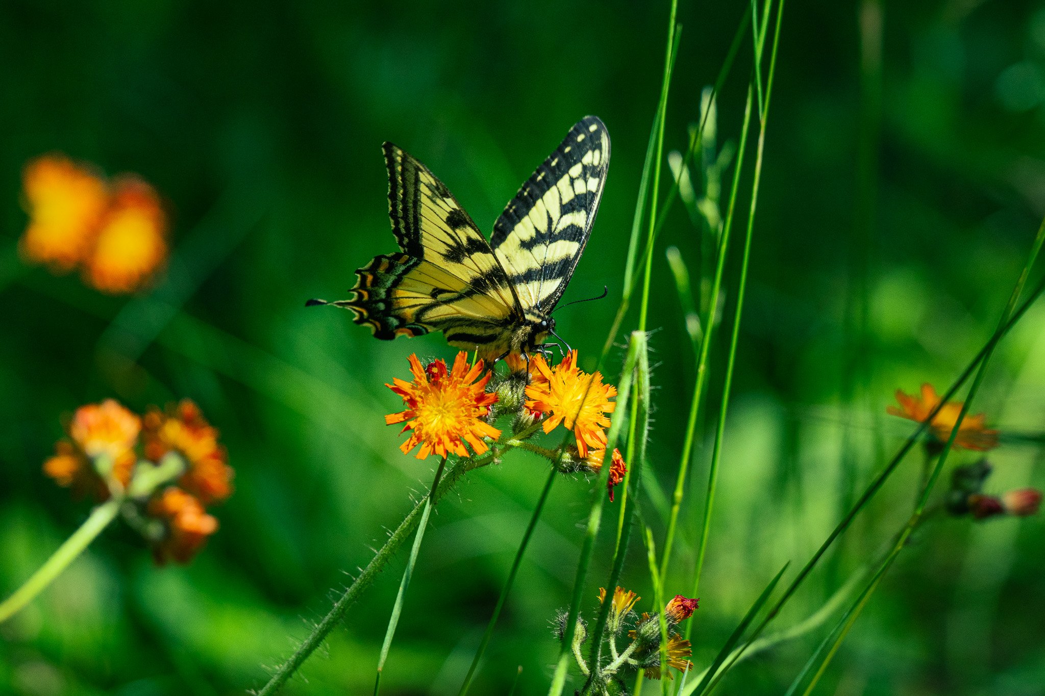 Eastern Tiger Swallowtail on Orange Hawkweed, Grafton Notch State Park