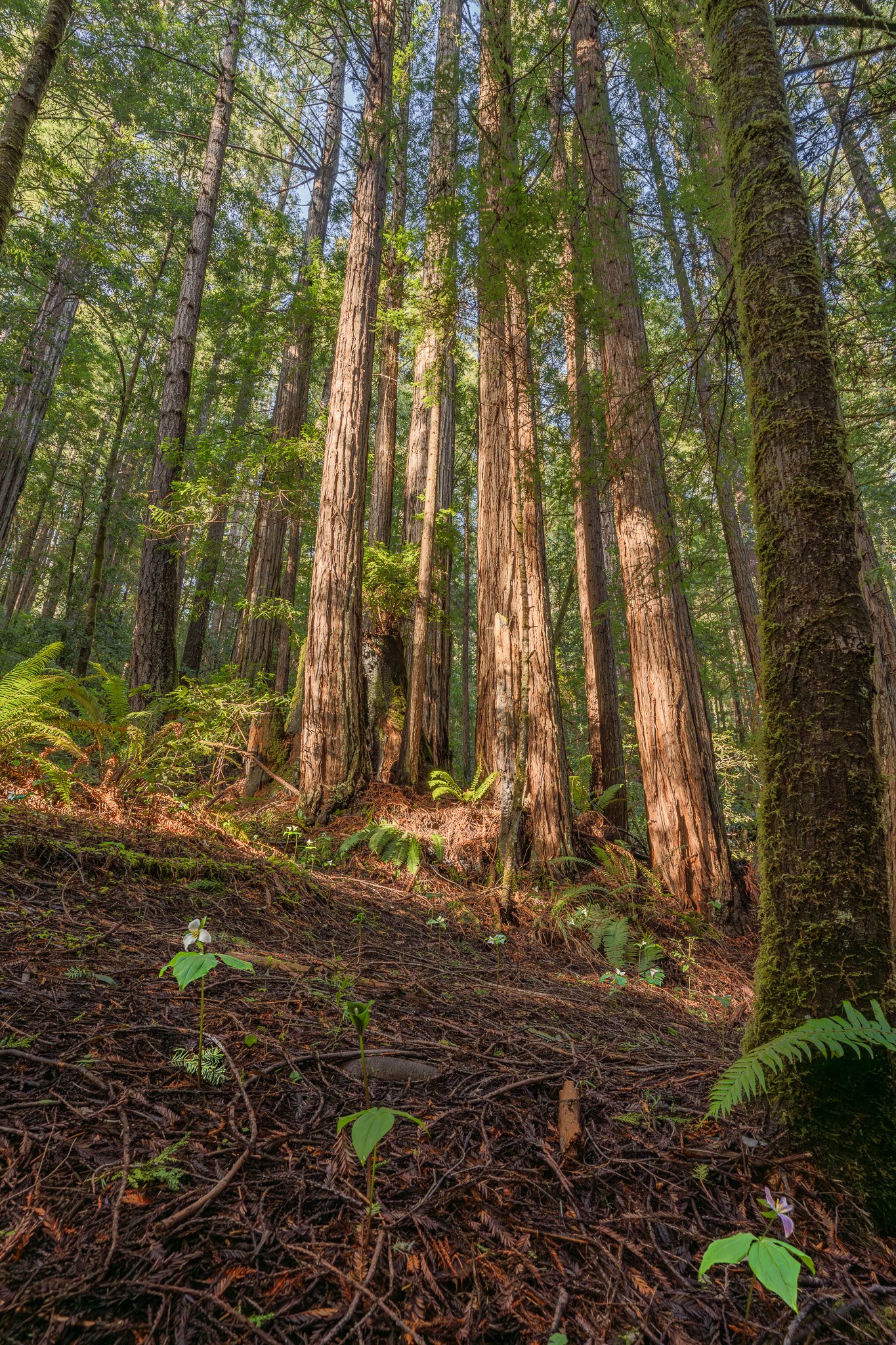 Trilliums among the Redwoods, Russian Gulch State Park