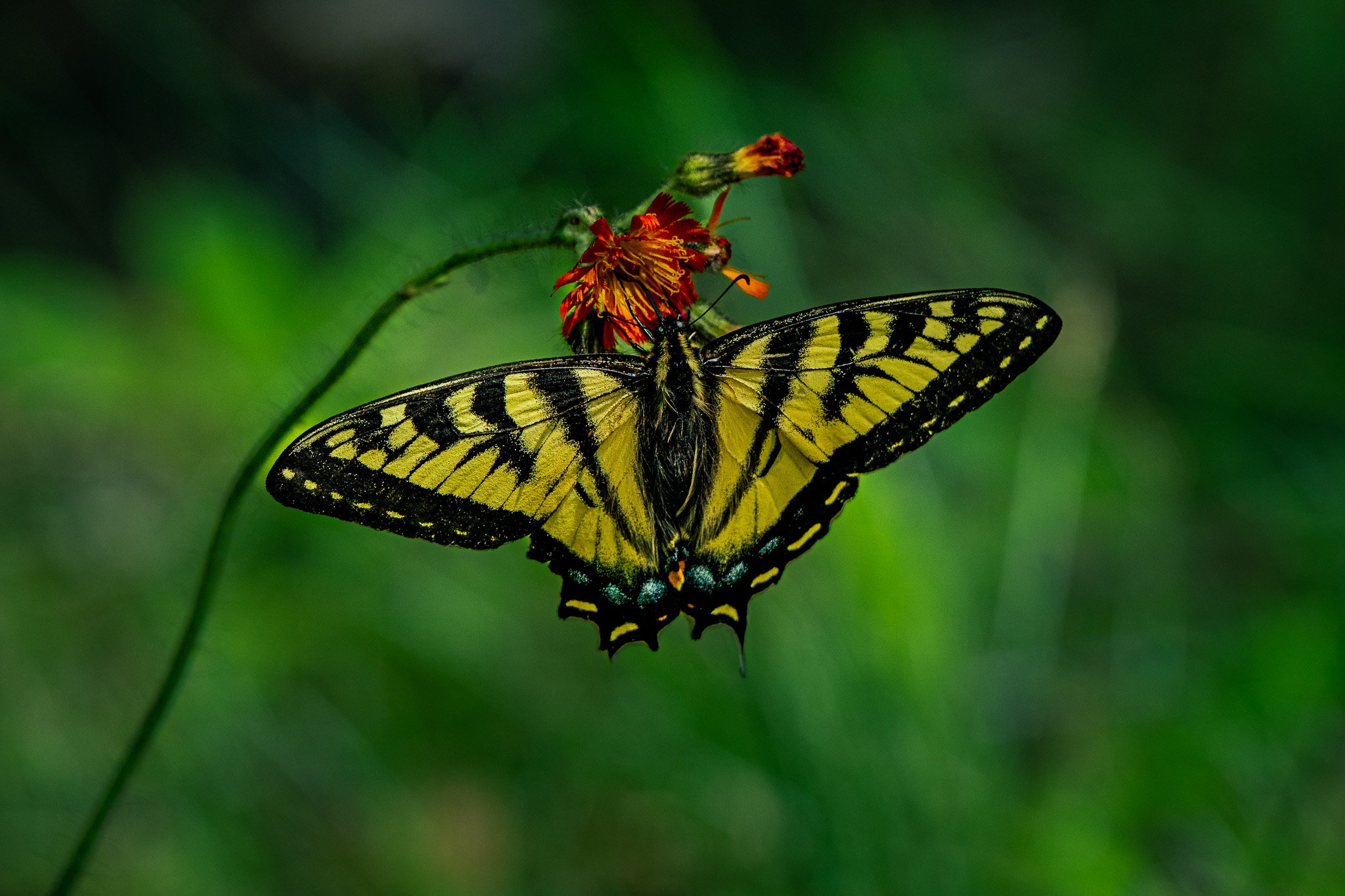 Eastern Tiger Swallowtail on Orange Hawkweed, Grafton Notch State Park