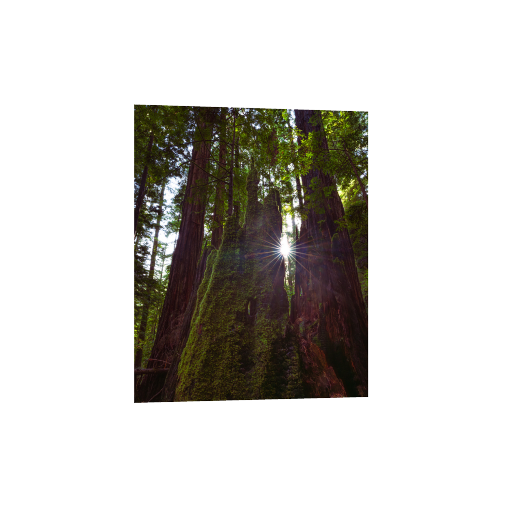 ptq_1_6_0_792_6336_7920_0_false_ffffff_0_0_.png