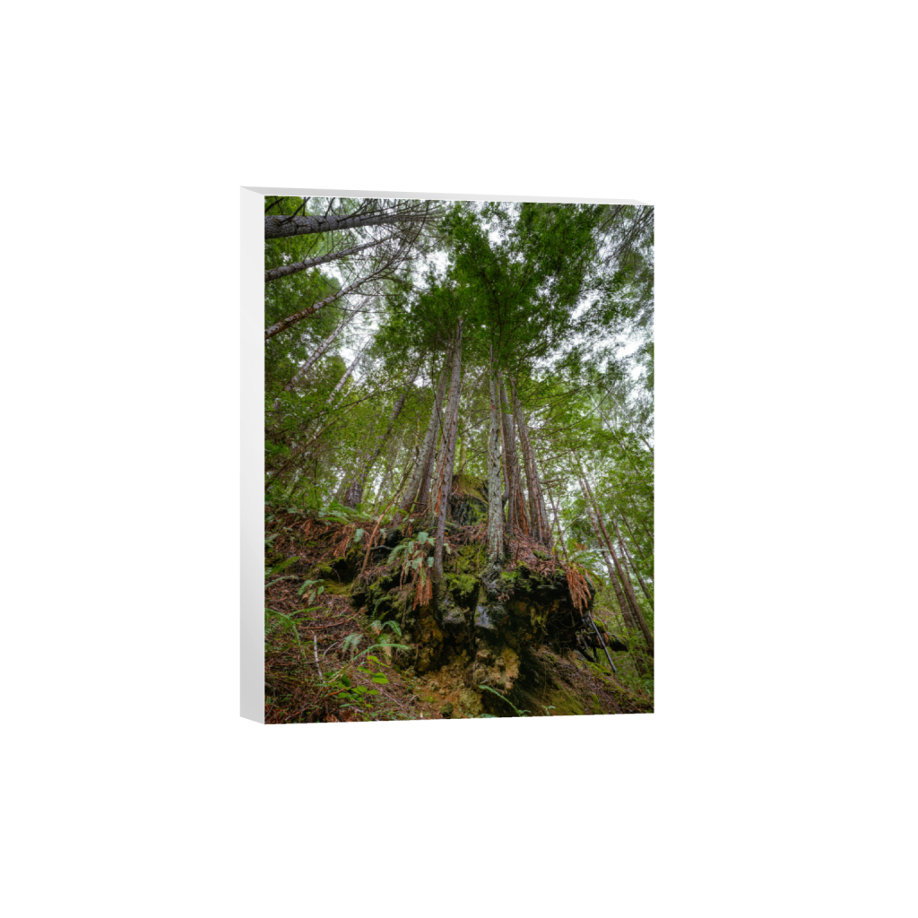 ptq_7_5_0_207_6336_8448_0_false_ffffff_0_0_.png