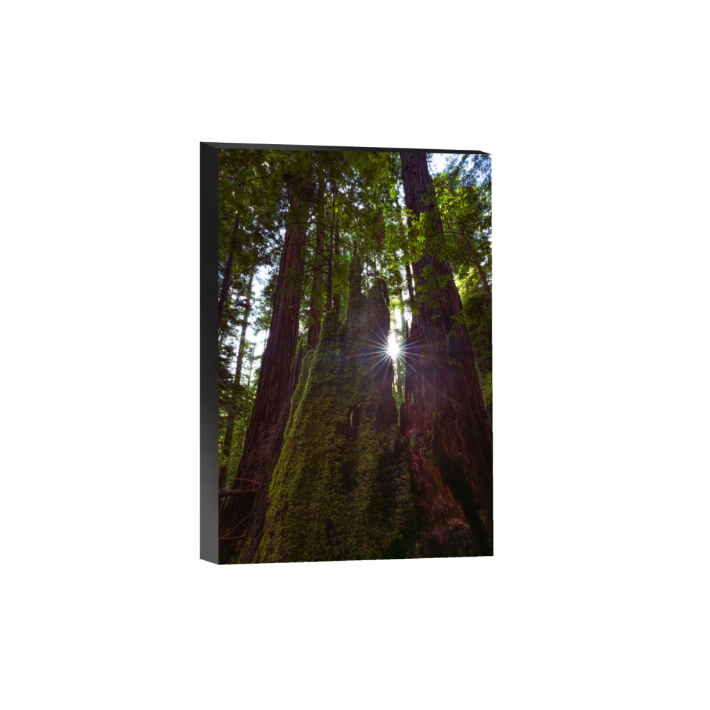 ptq_32_3_0_0_6336_9504_0_false_ffffff_0_0_.png