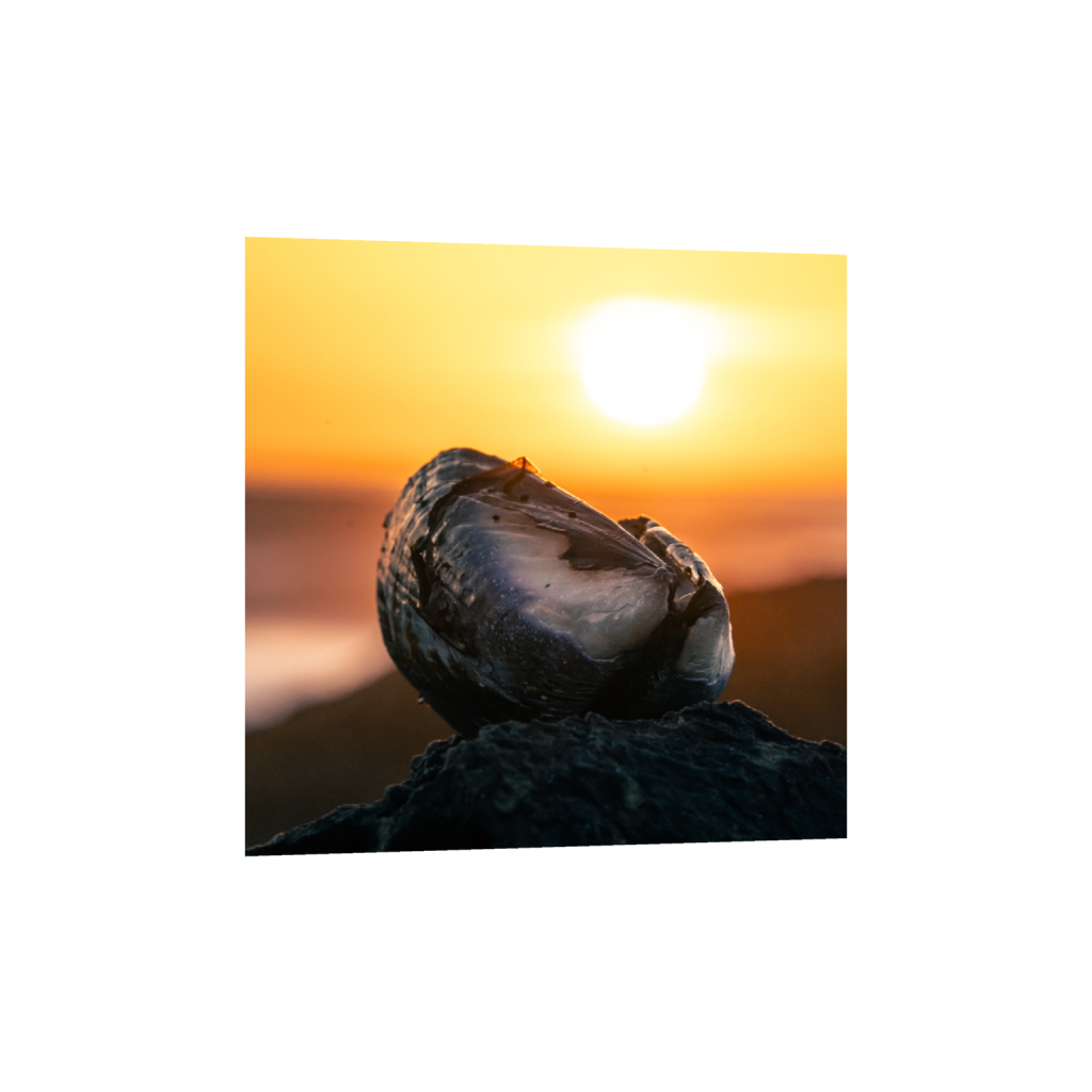 ptq_34_0_0_1444_4895_4895_0_false_ffffff_0_0_.png