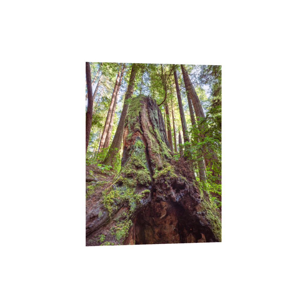 ptq_34_5_0_0_6336_8448_0_false_ffffff_0_0_.png