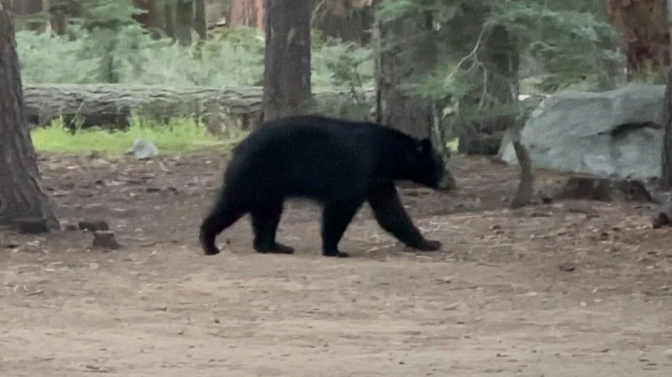Surviving Hiking and Camping In Bear Country