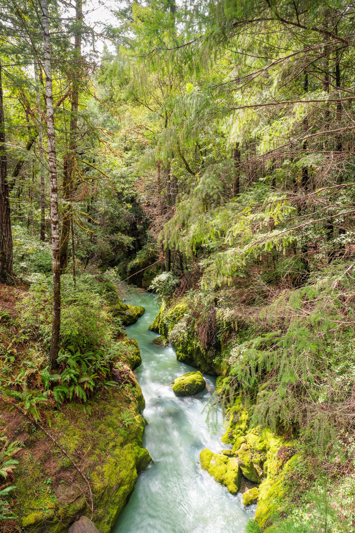 Chamberlain Creek, Mendocino County