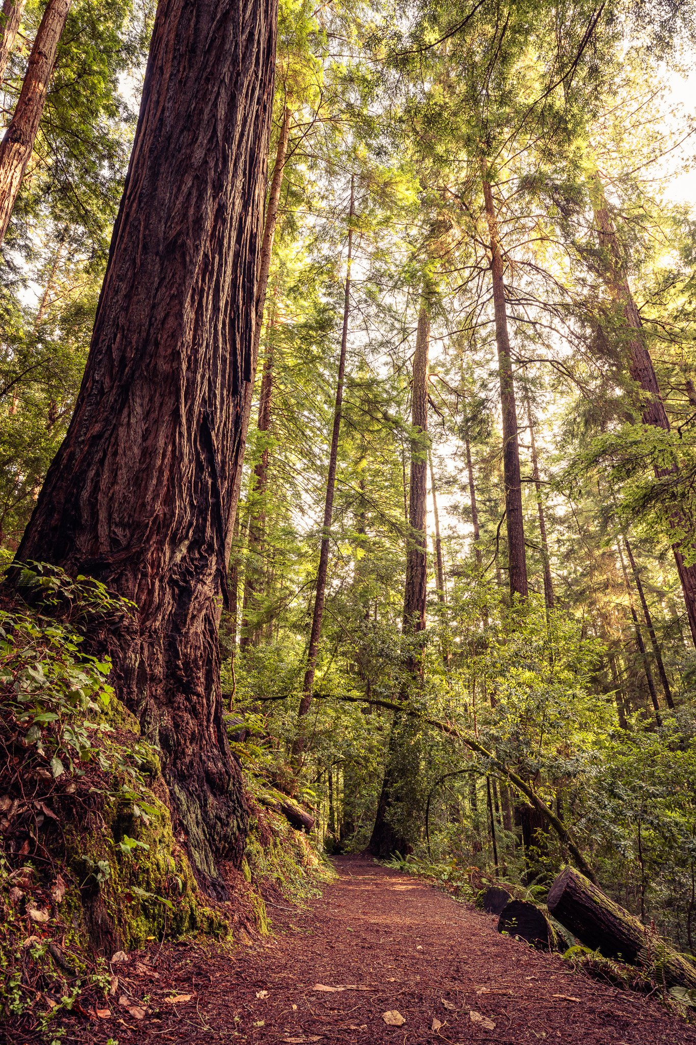 Path among towering Redwoods, Russian Gulch State Park