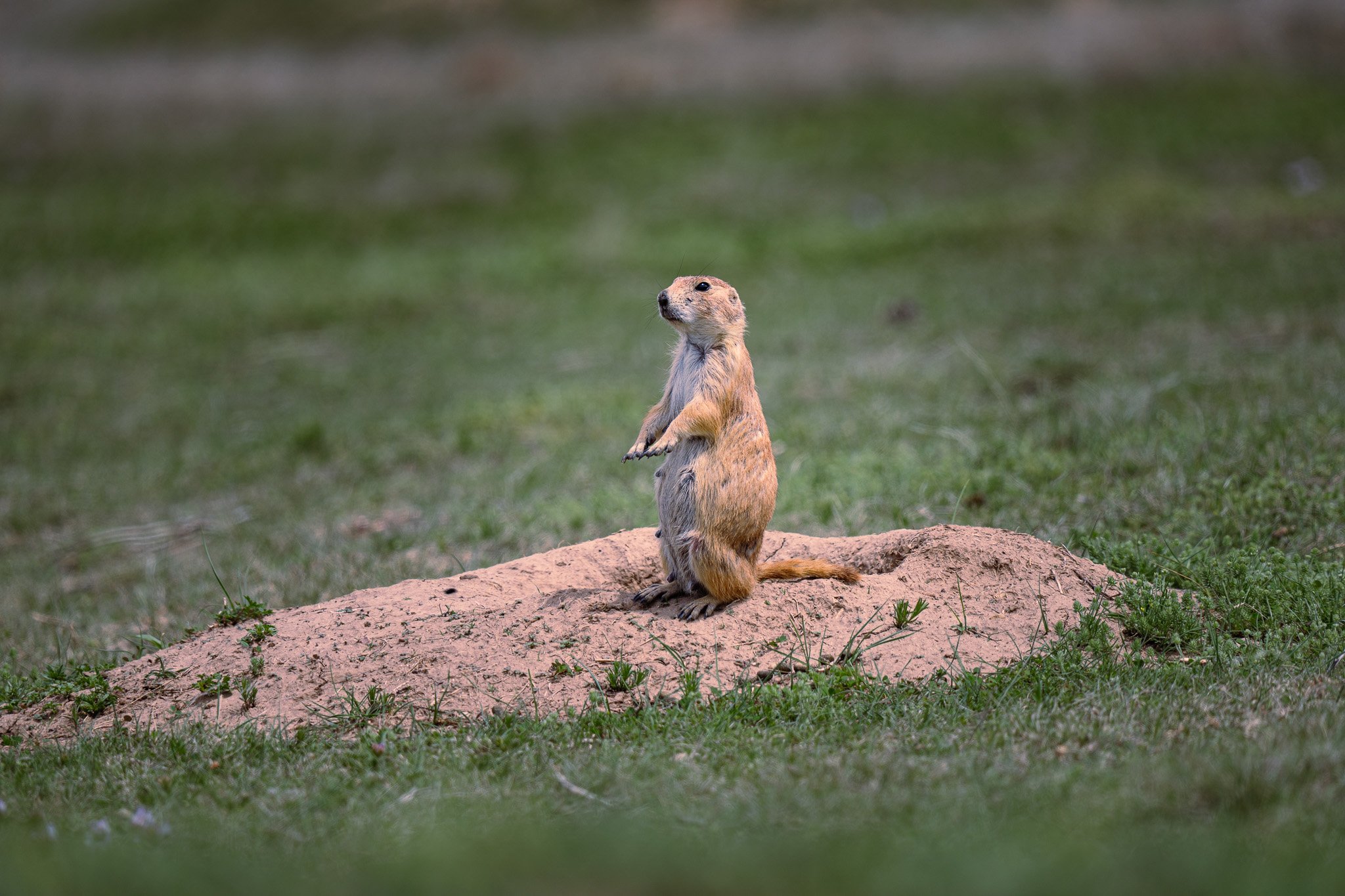 Prairie Dog at Devils Tower National Monument