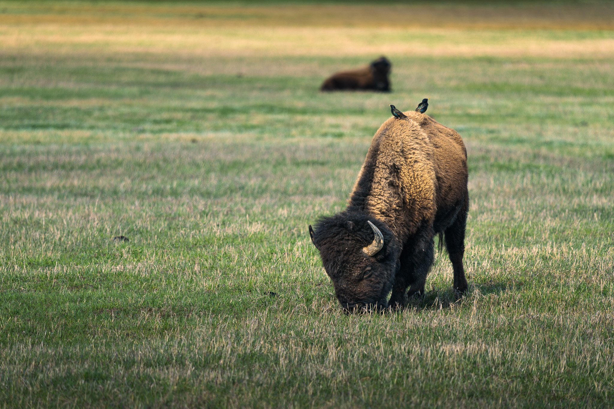 Bison with brown-headed cow-birds, Grand Teton National Park
