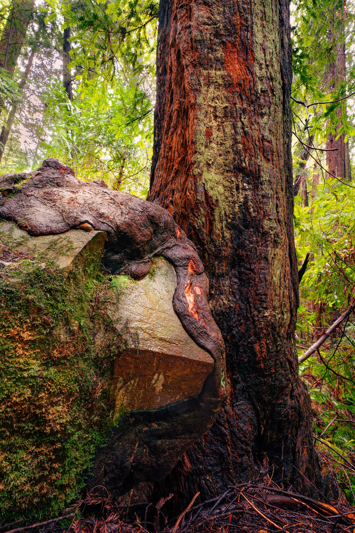 Redwood growing around a boulder, Mendocino County