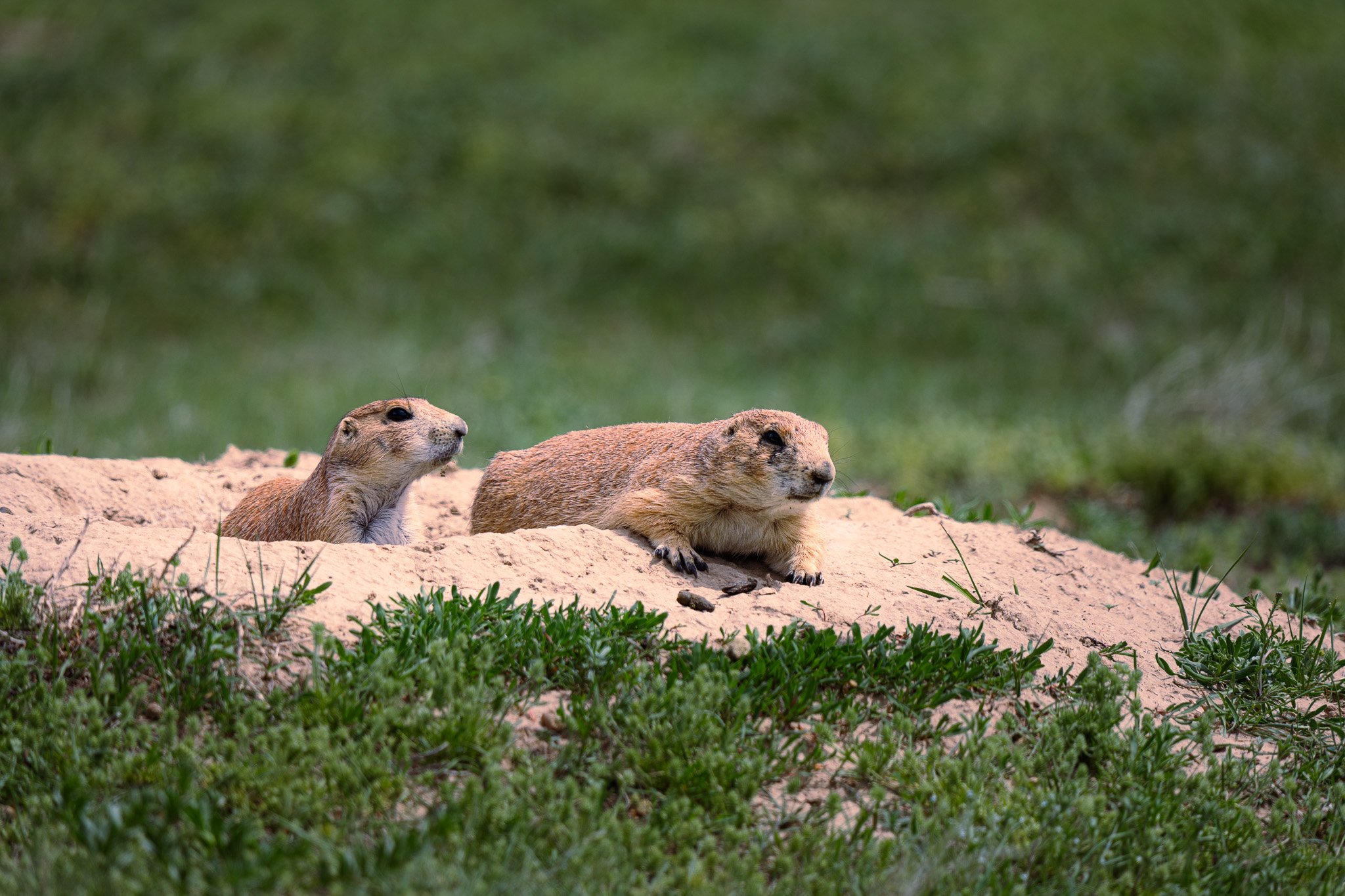 Prairie Dogs at Devils Tower National Monument