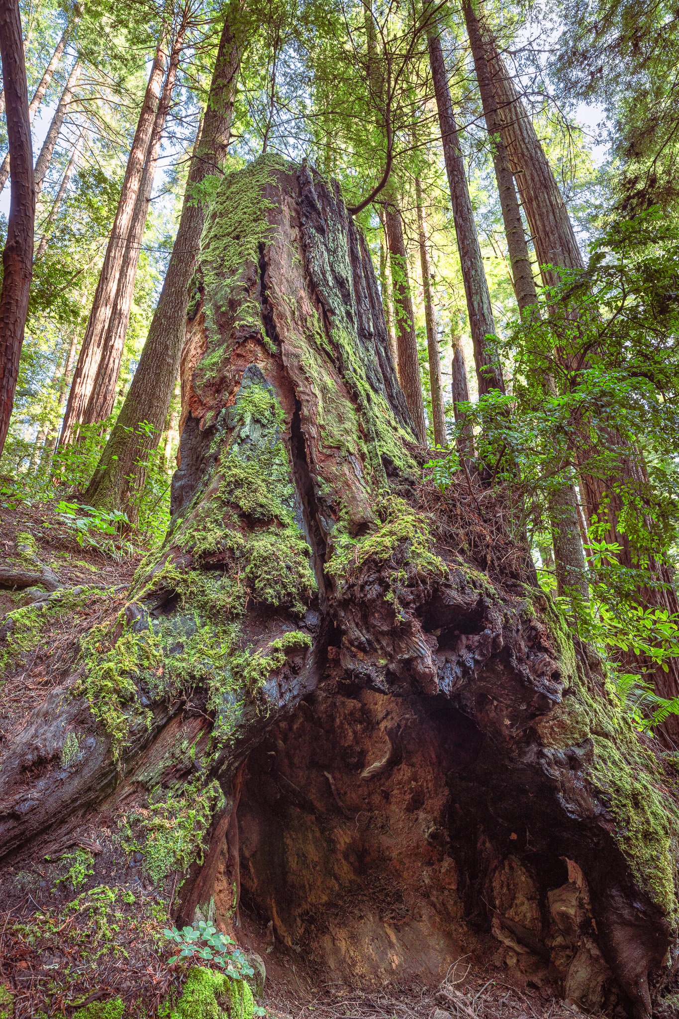Redwood stump, Russian Gulch State Park